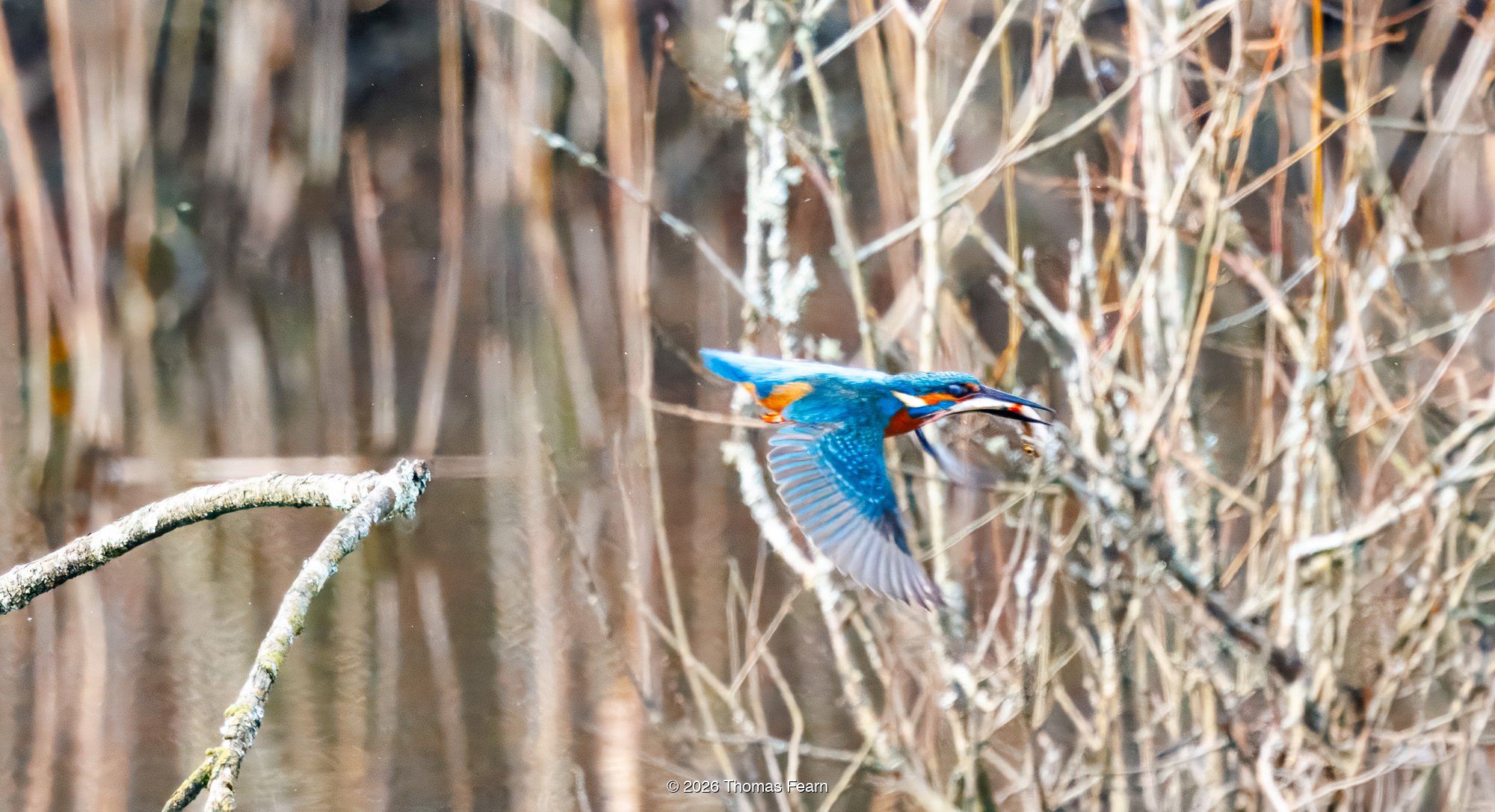 Common kingfisher launching from reeds