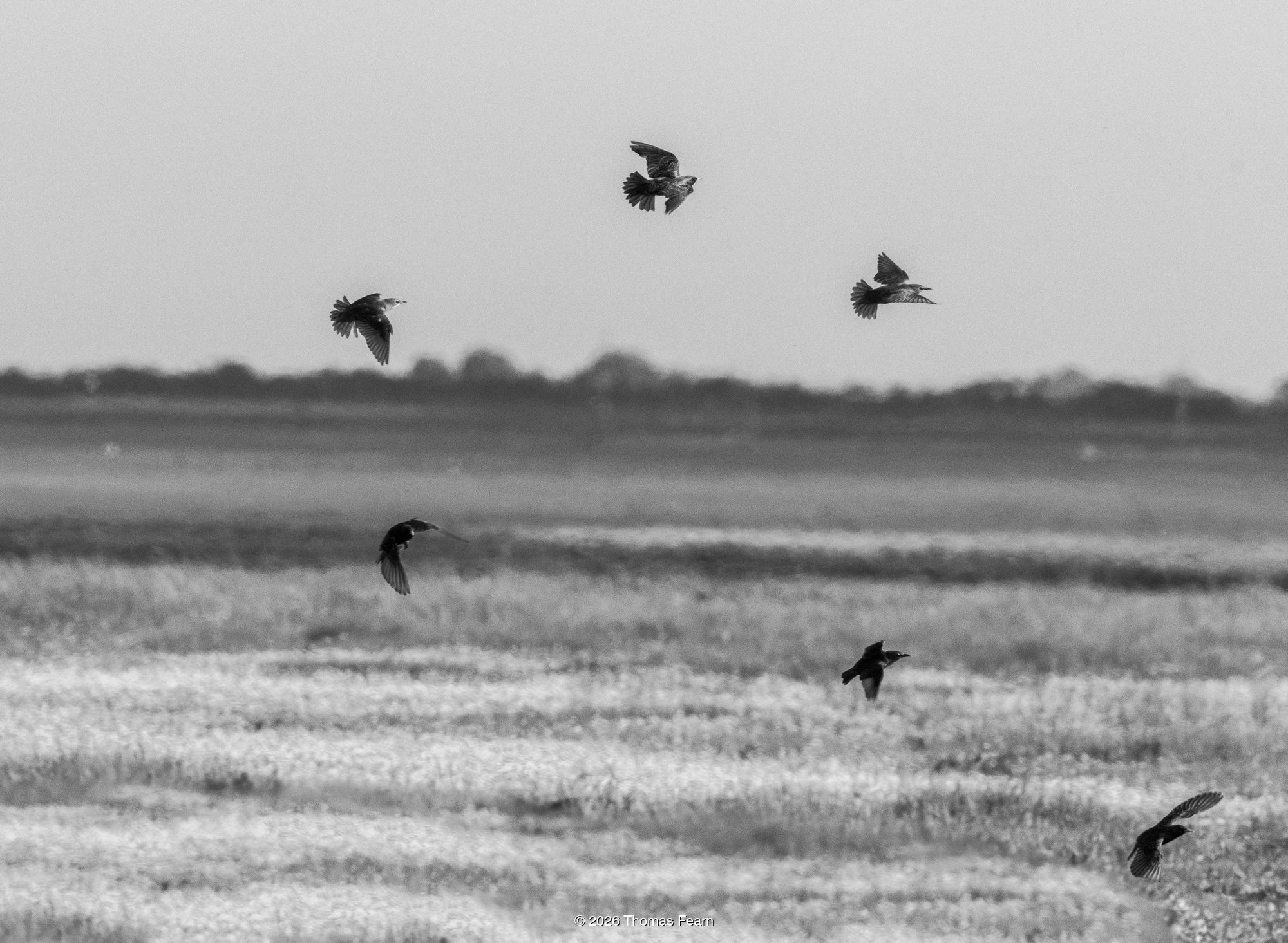 Distant starling murmuration over open ground
