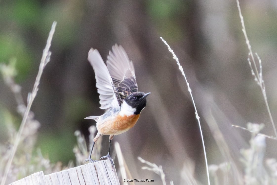 Male stonechat taking flight from a perch