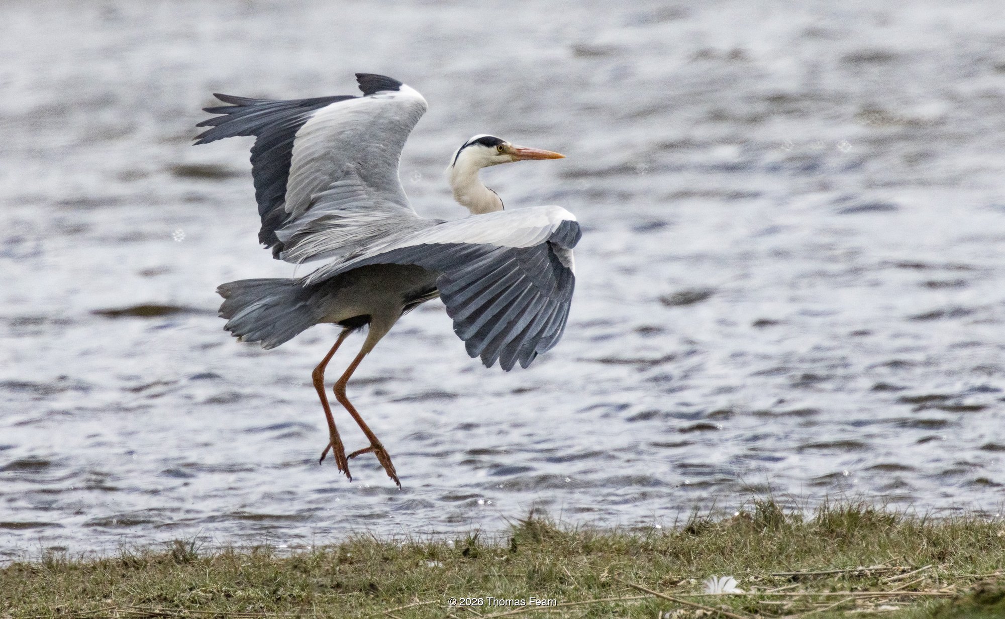 Grey heron lifting from open water