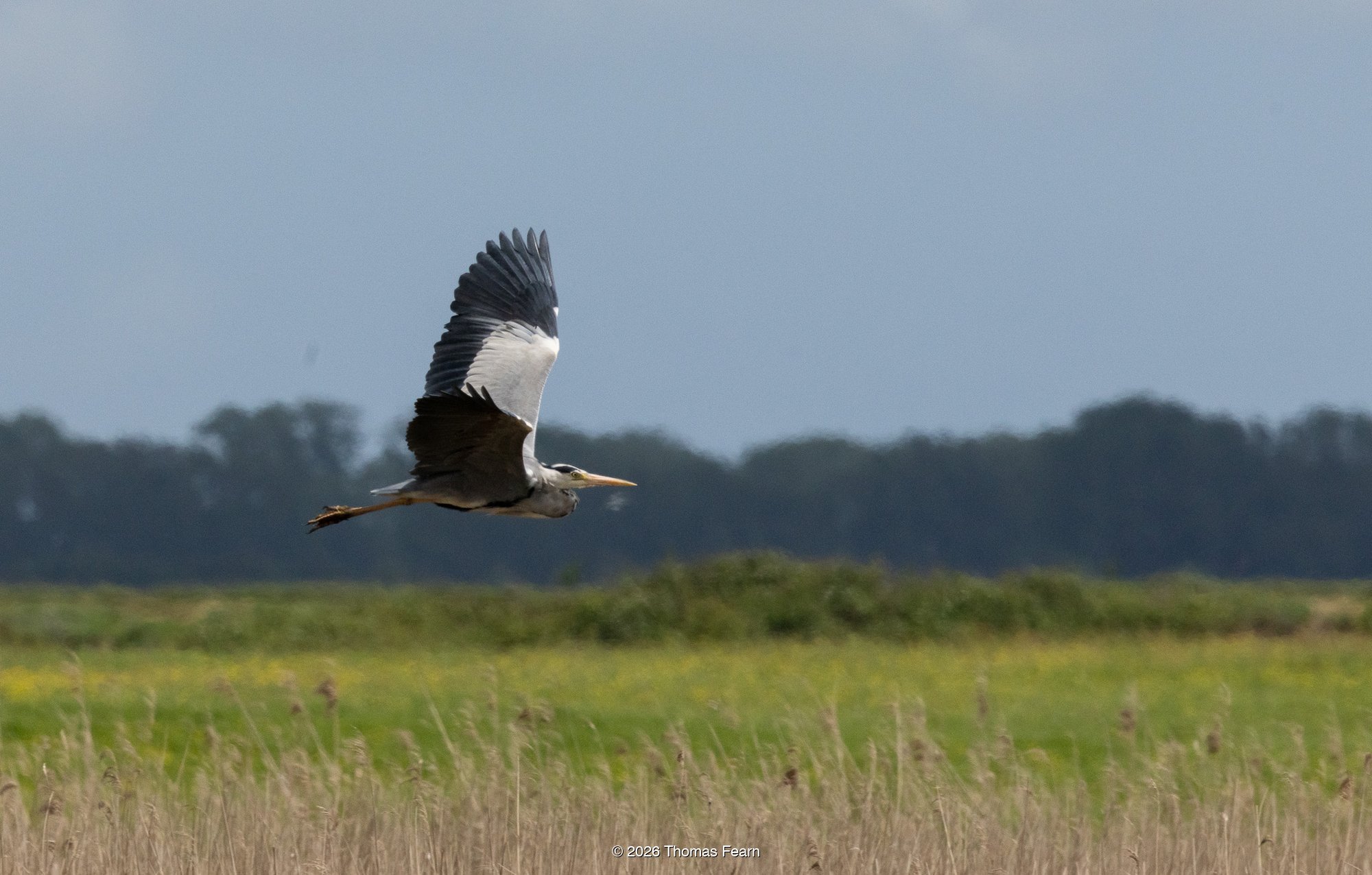 Grey heron in flight over marshland
