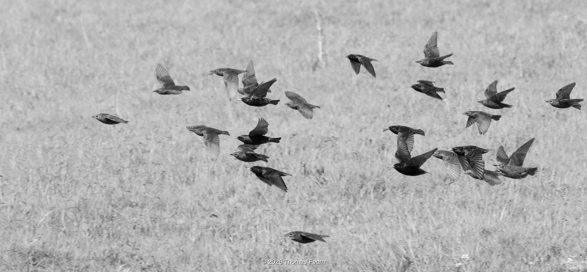 Starlings rising in a black and white murmuration