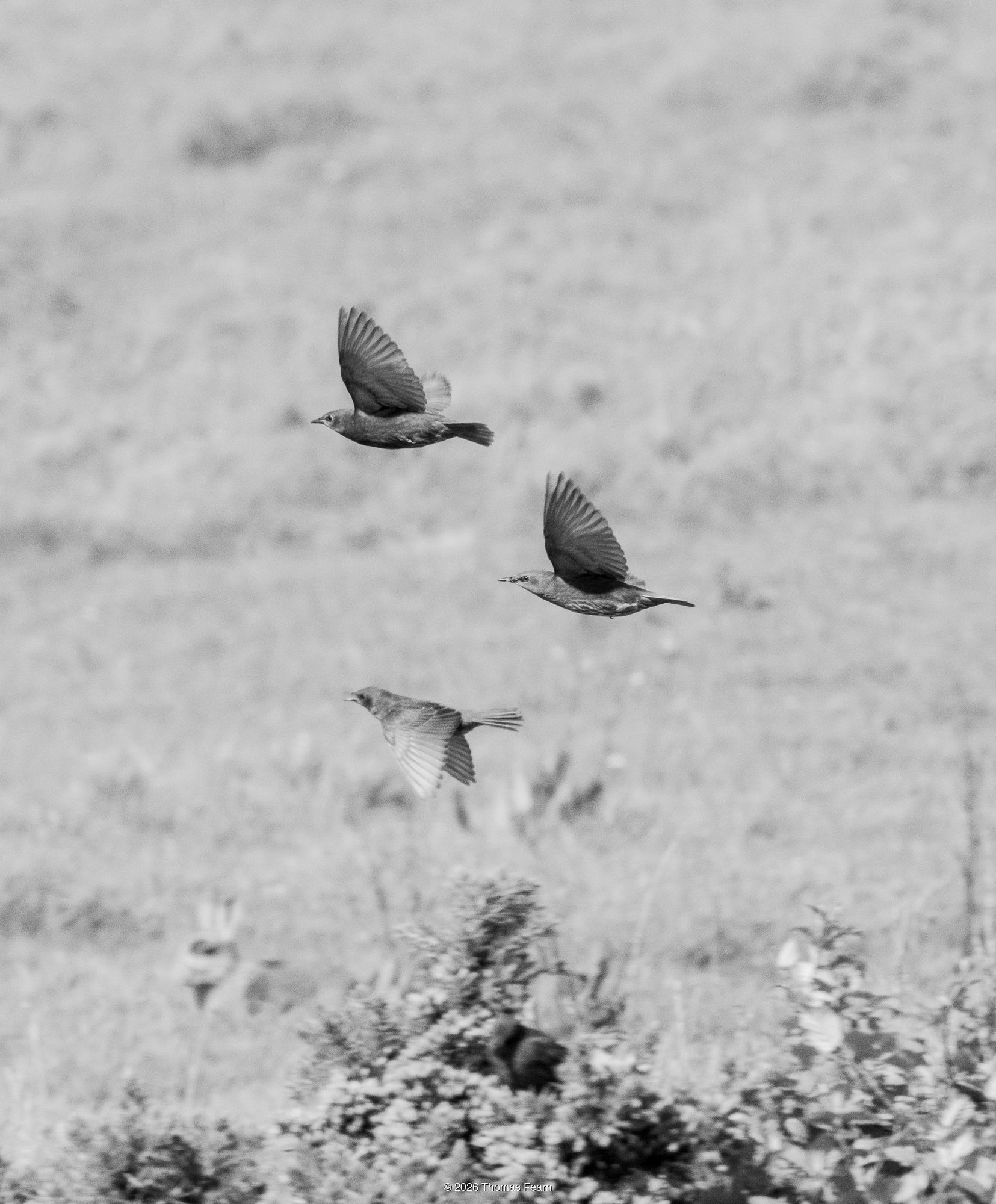 A mismatched Starling trio