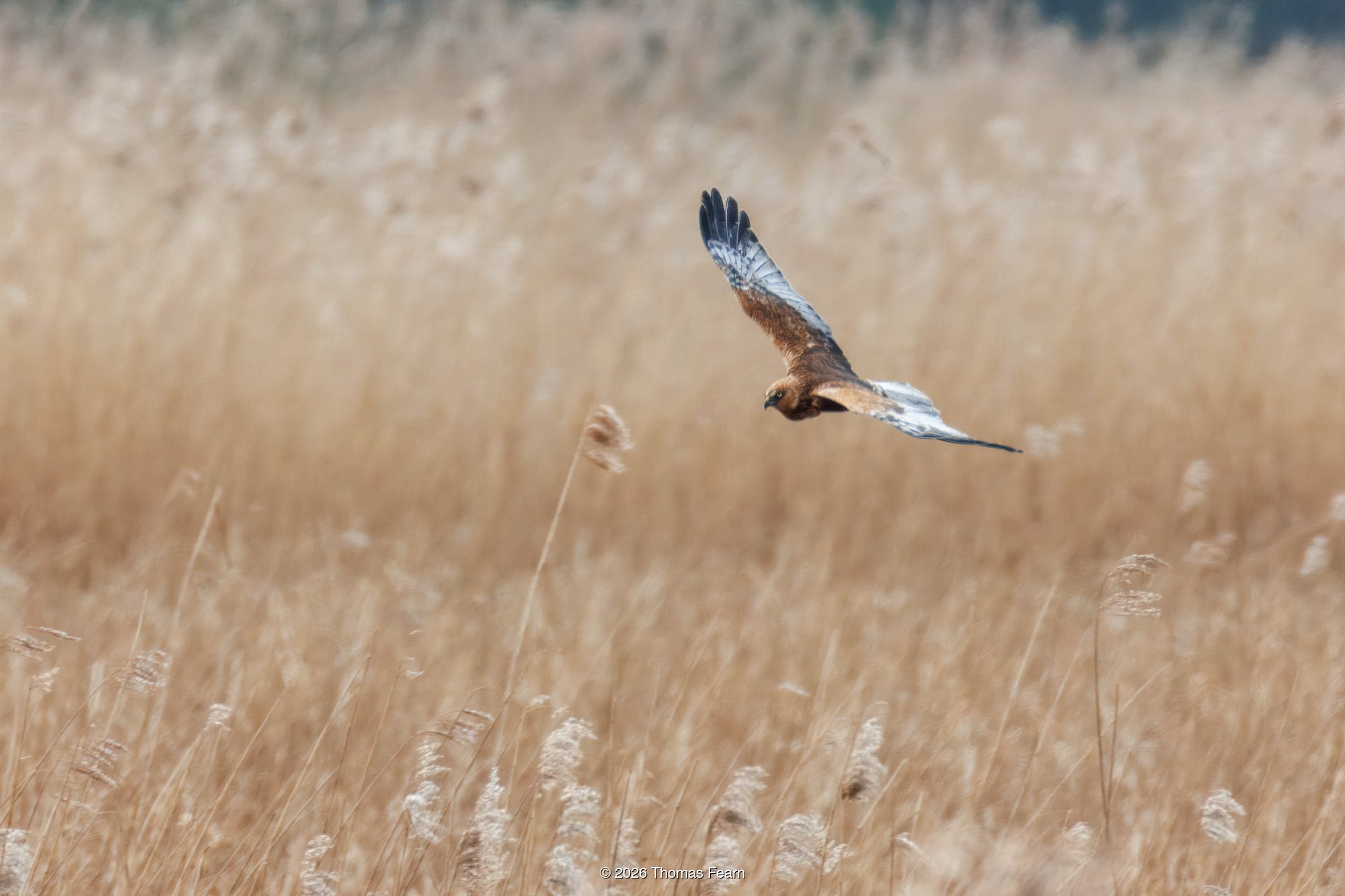 Marsh Harrier gliding silently over fields