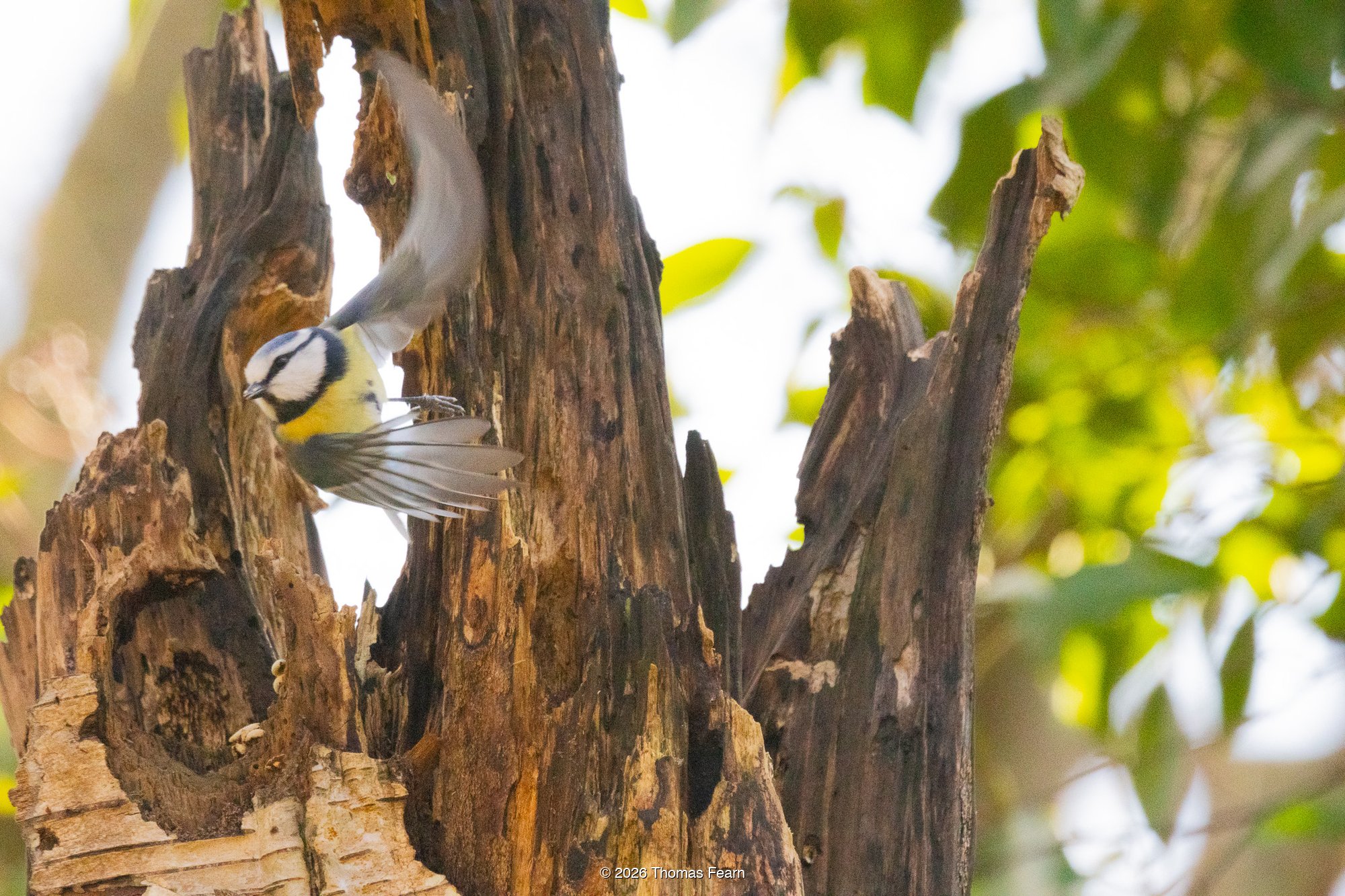 Blue tit leaving a nest hole in a dead stump