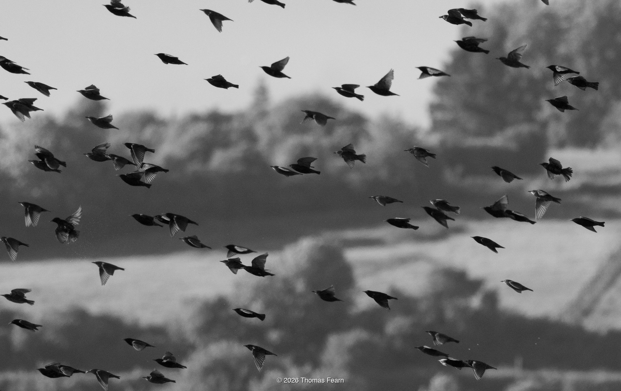 Starling cloud above farmland
