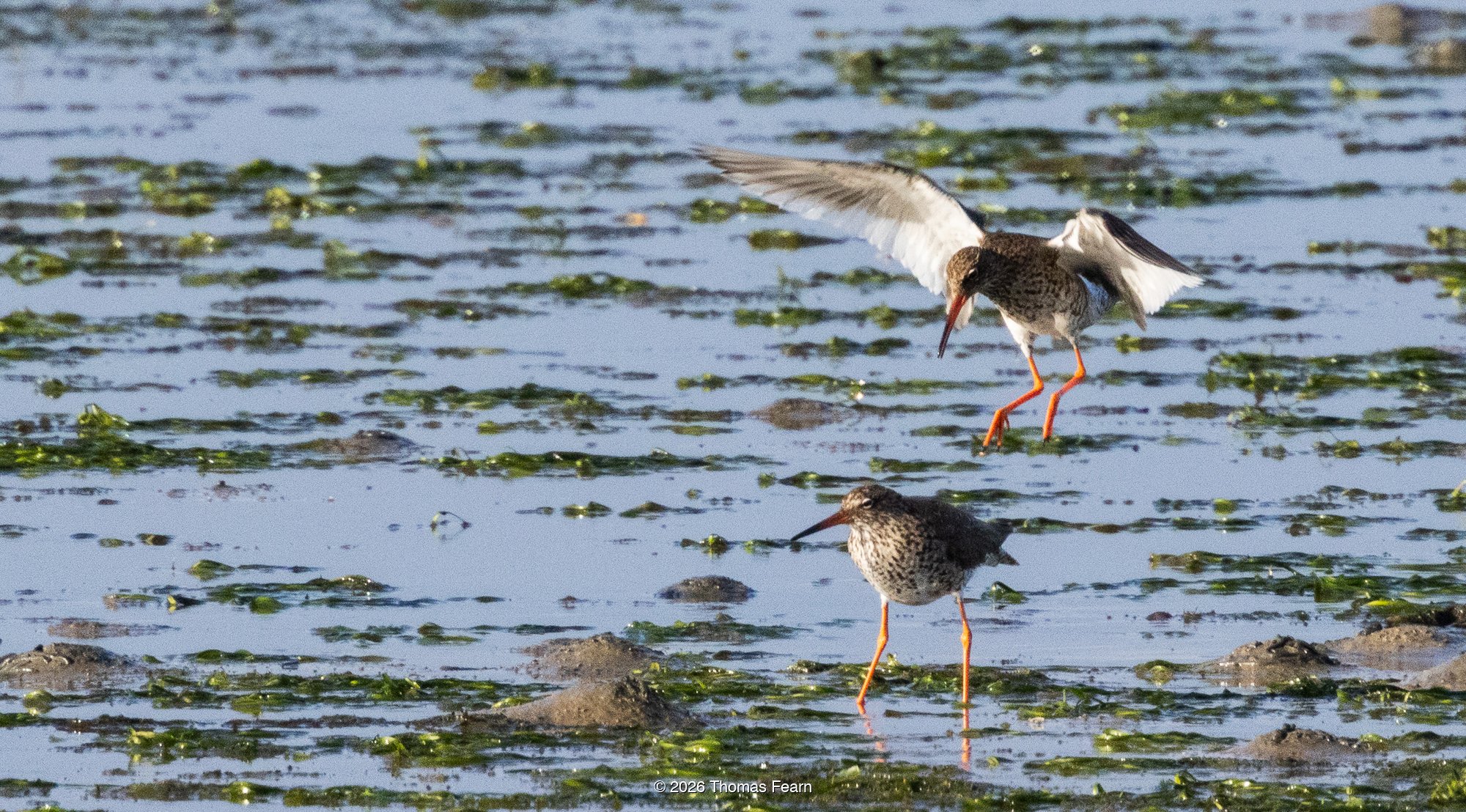 Redshanks displaying on a weedy mudflat