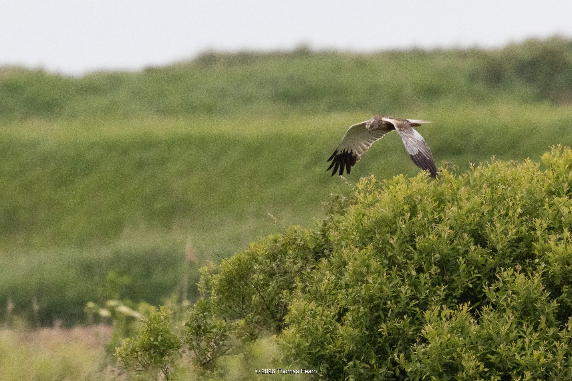 Marsh harrier crossing a wetland meadow