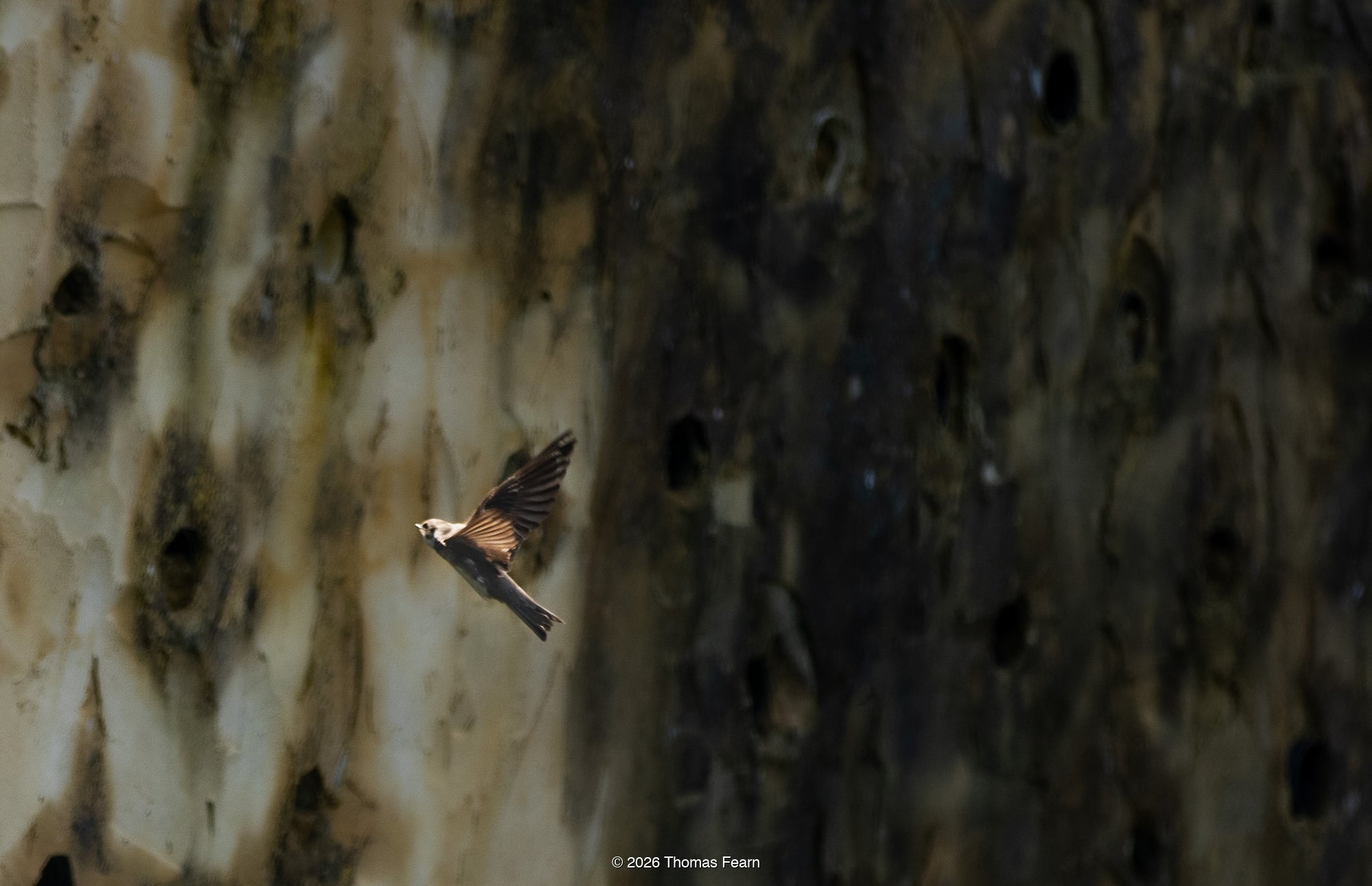 Sand martin in flight past its nesting bank