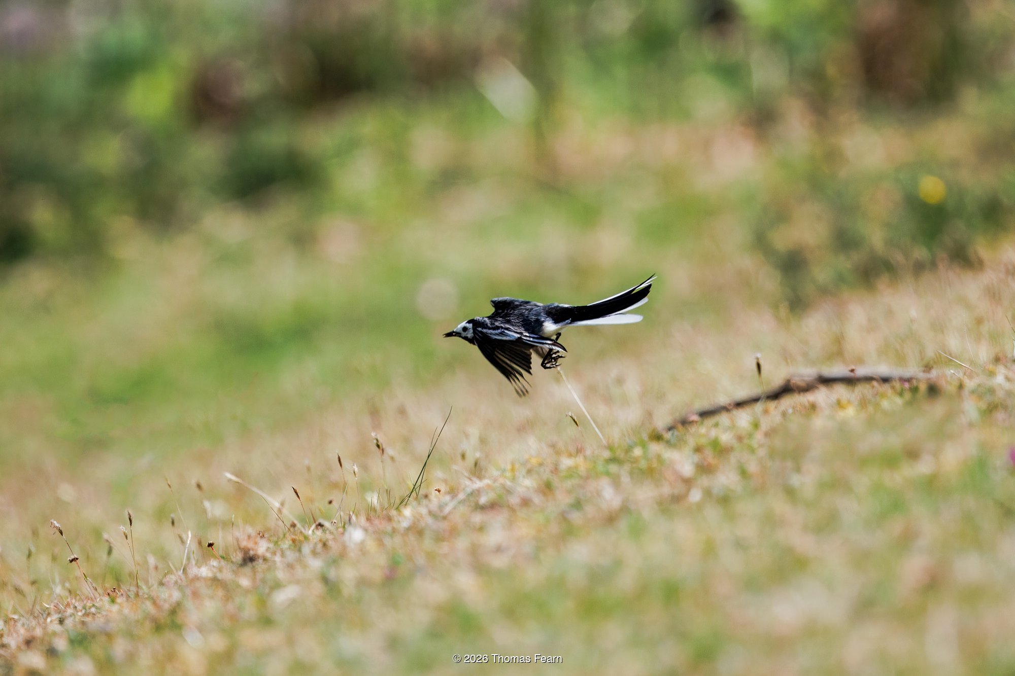 Pied wagtail in flight over grass