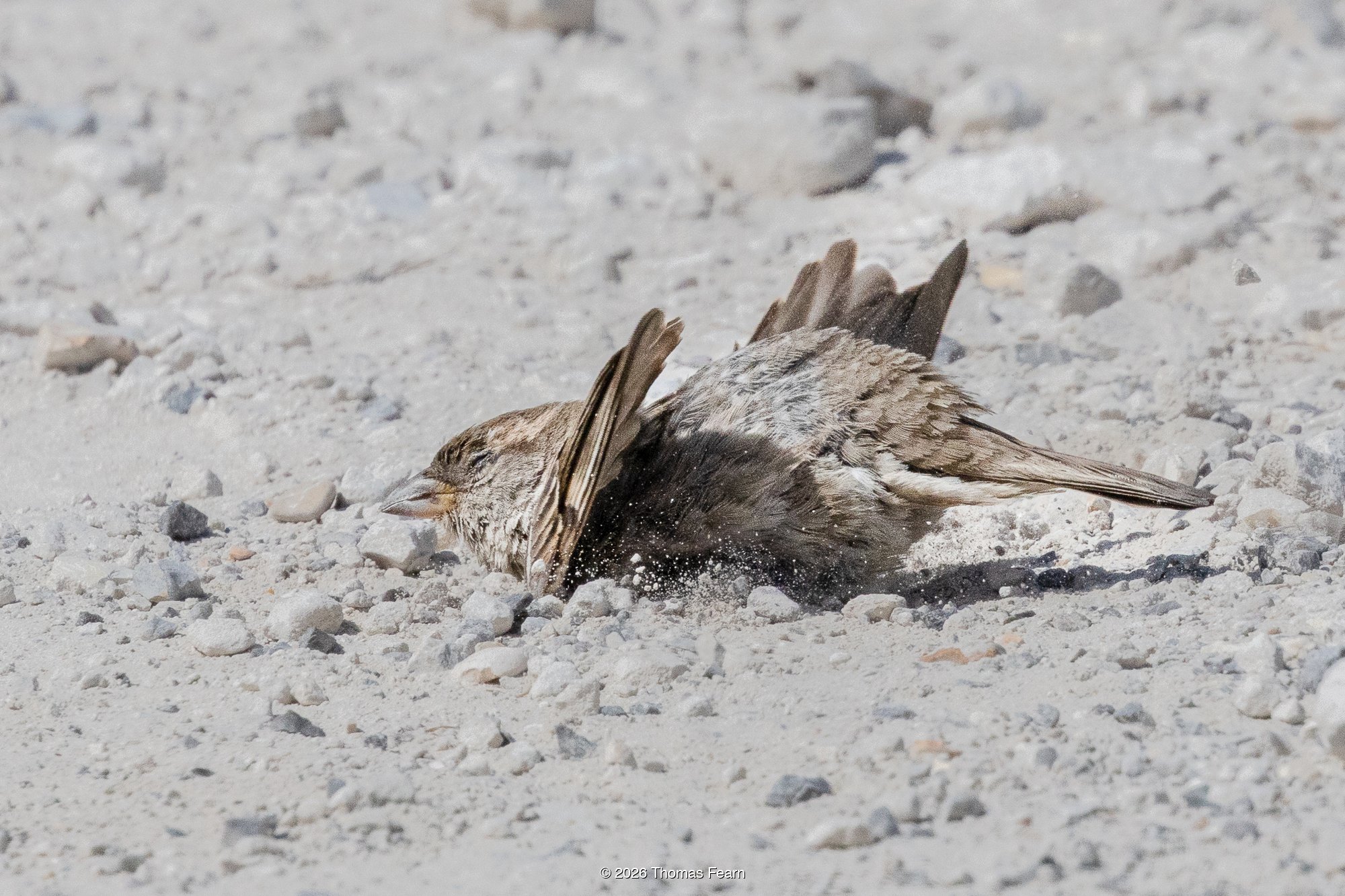 Skylark dust-bathing on a chalk path