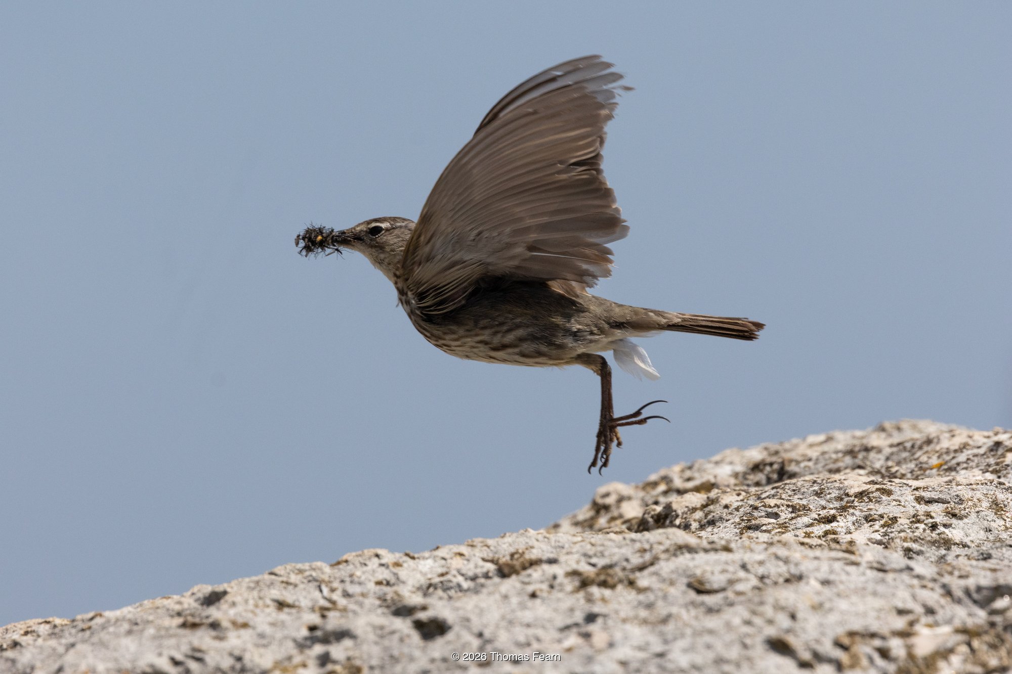 Rock pipit taking off from a coastal rock