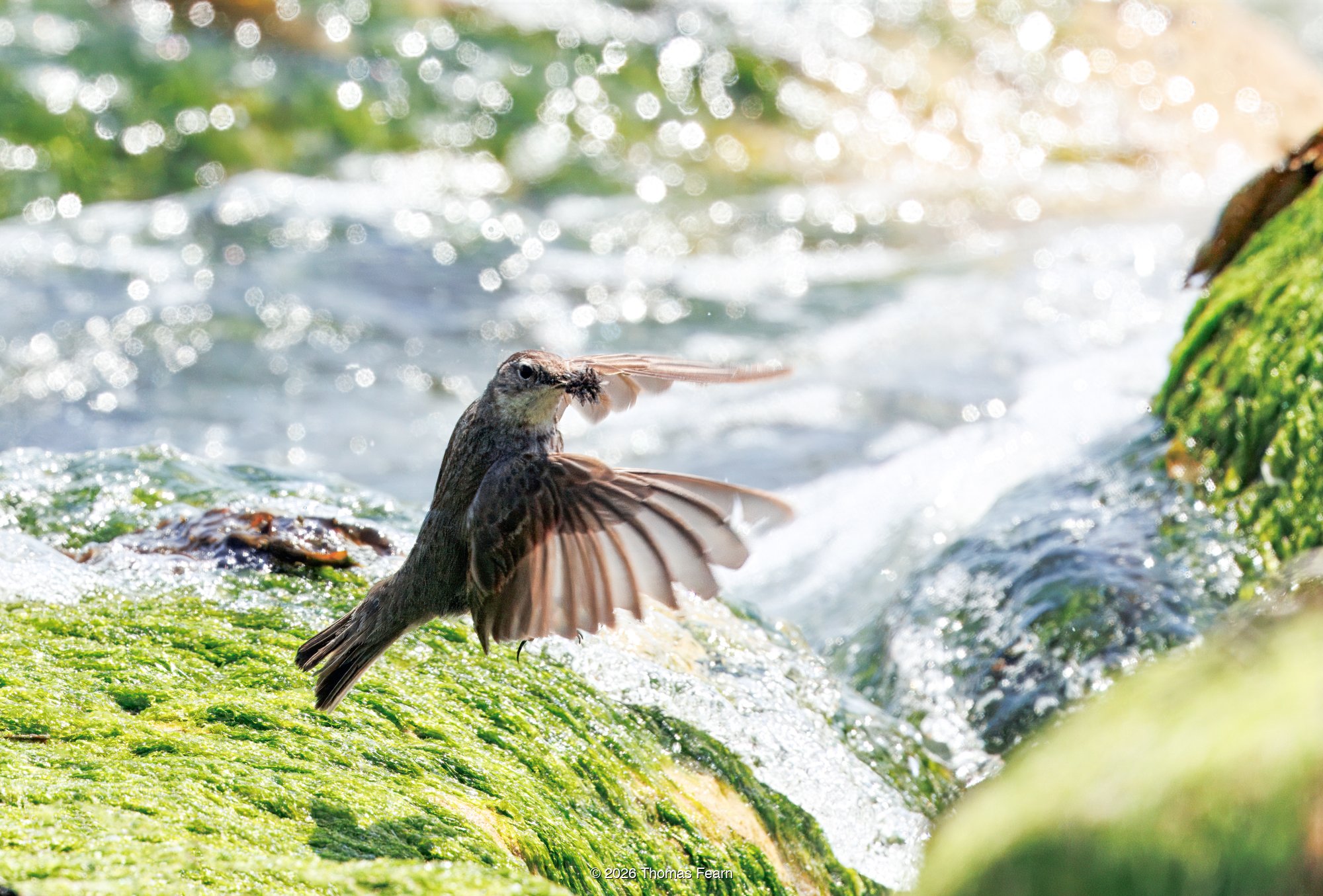 Rock pipit landing among shoreline surf