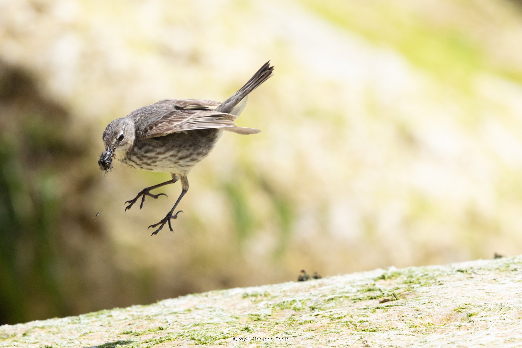 Rock pipit dropping onto a rock with prey