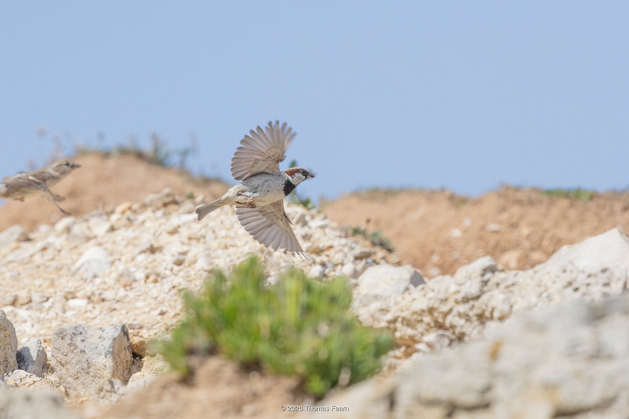 House sparrow in flight