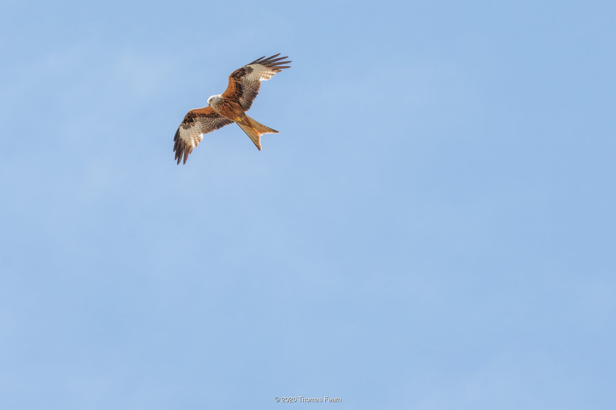 Red kite soaring against a blue sky