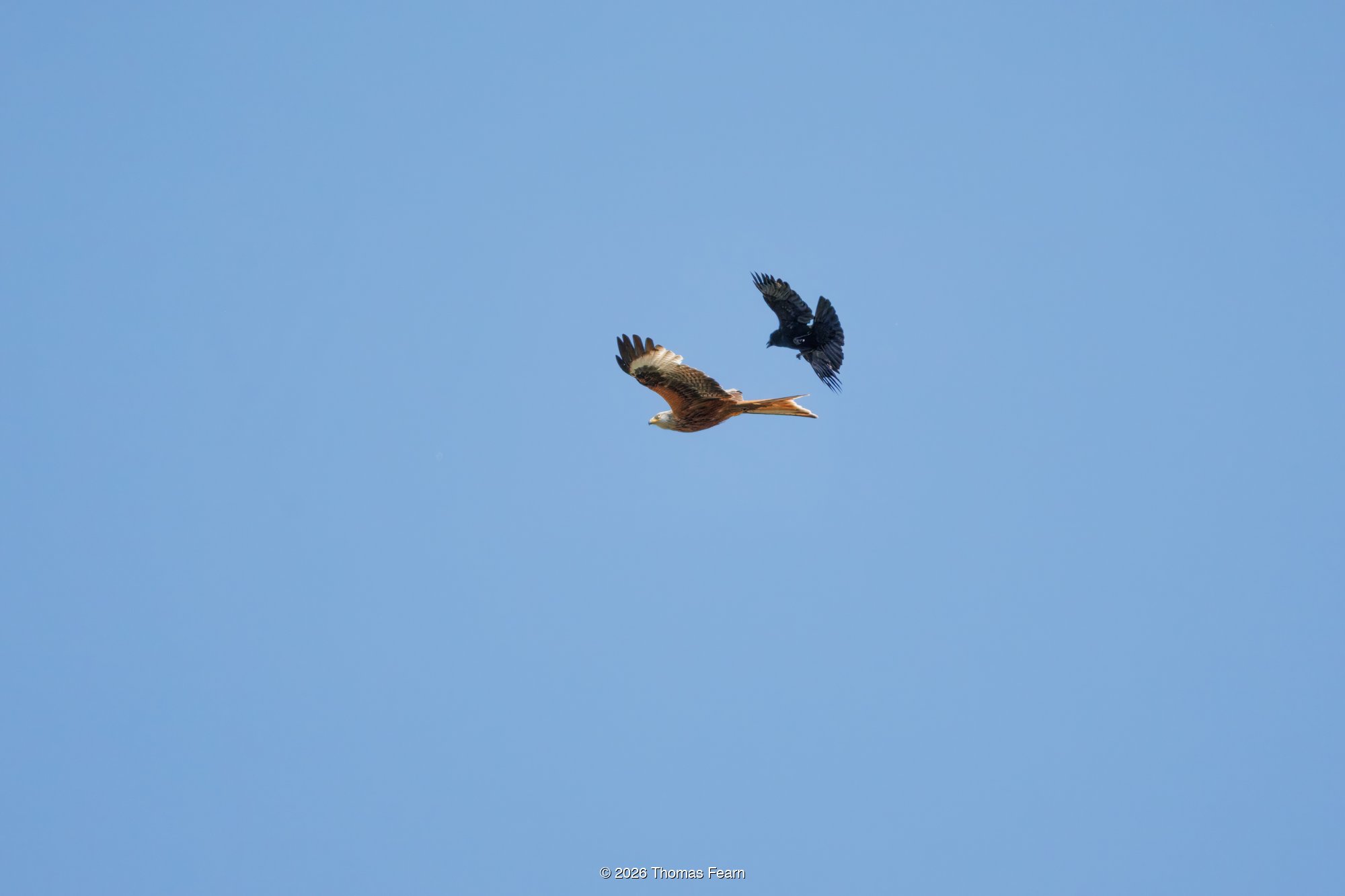Red kite mobbed by a crow