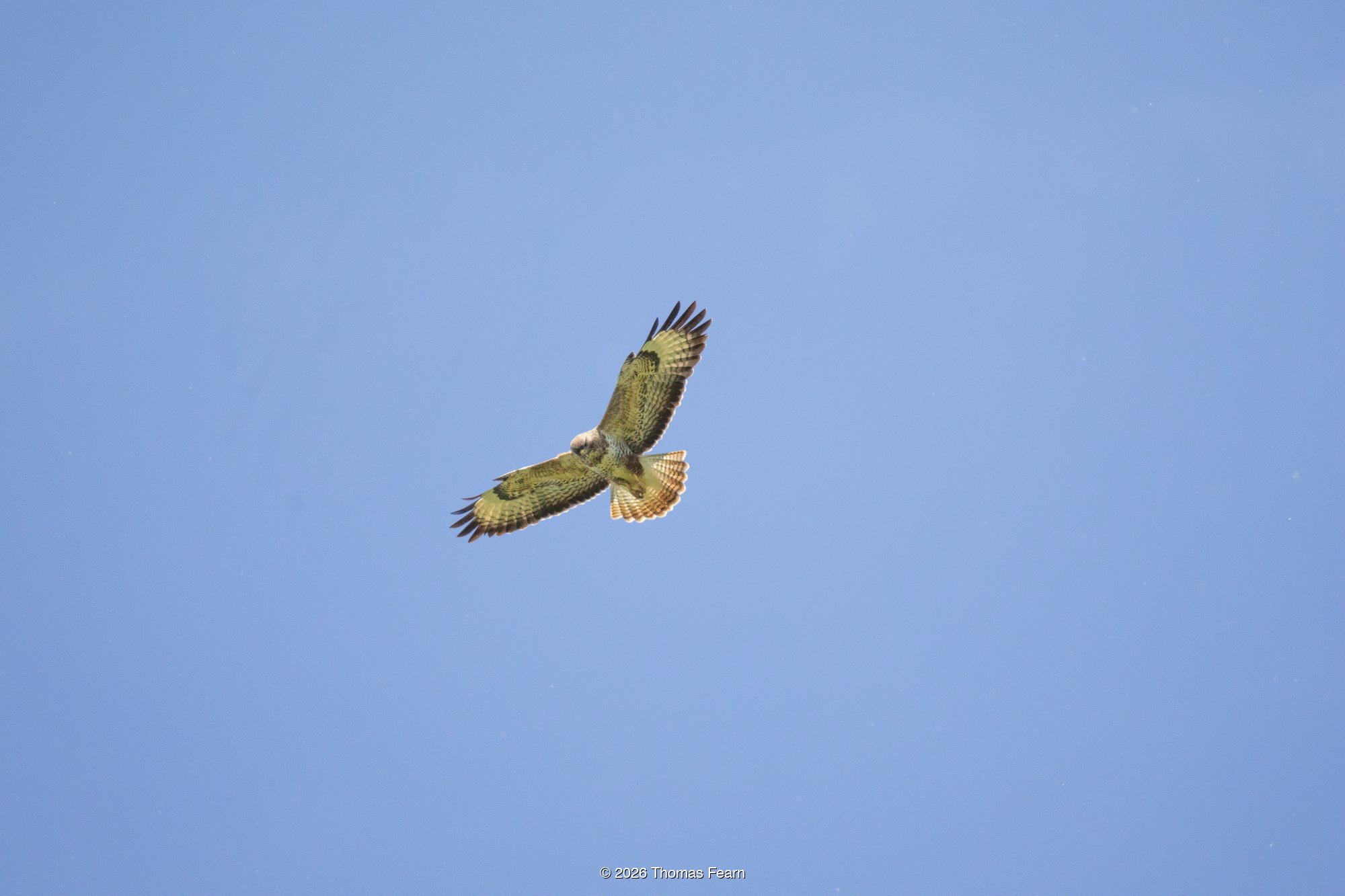 Common buzzard soaring