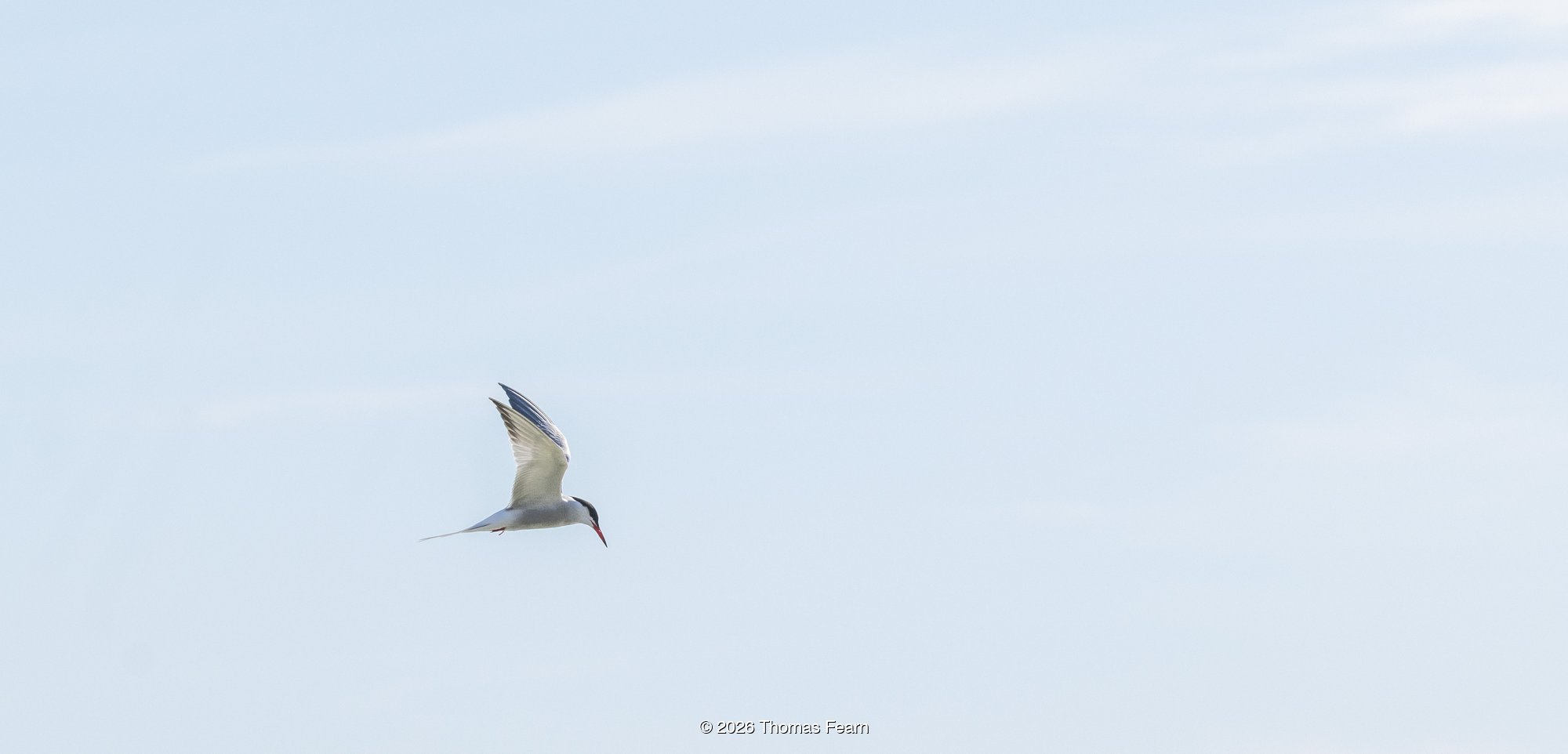 Common tern hunting in flight