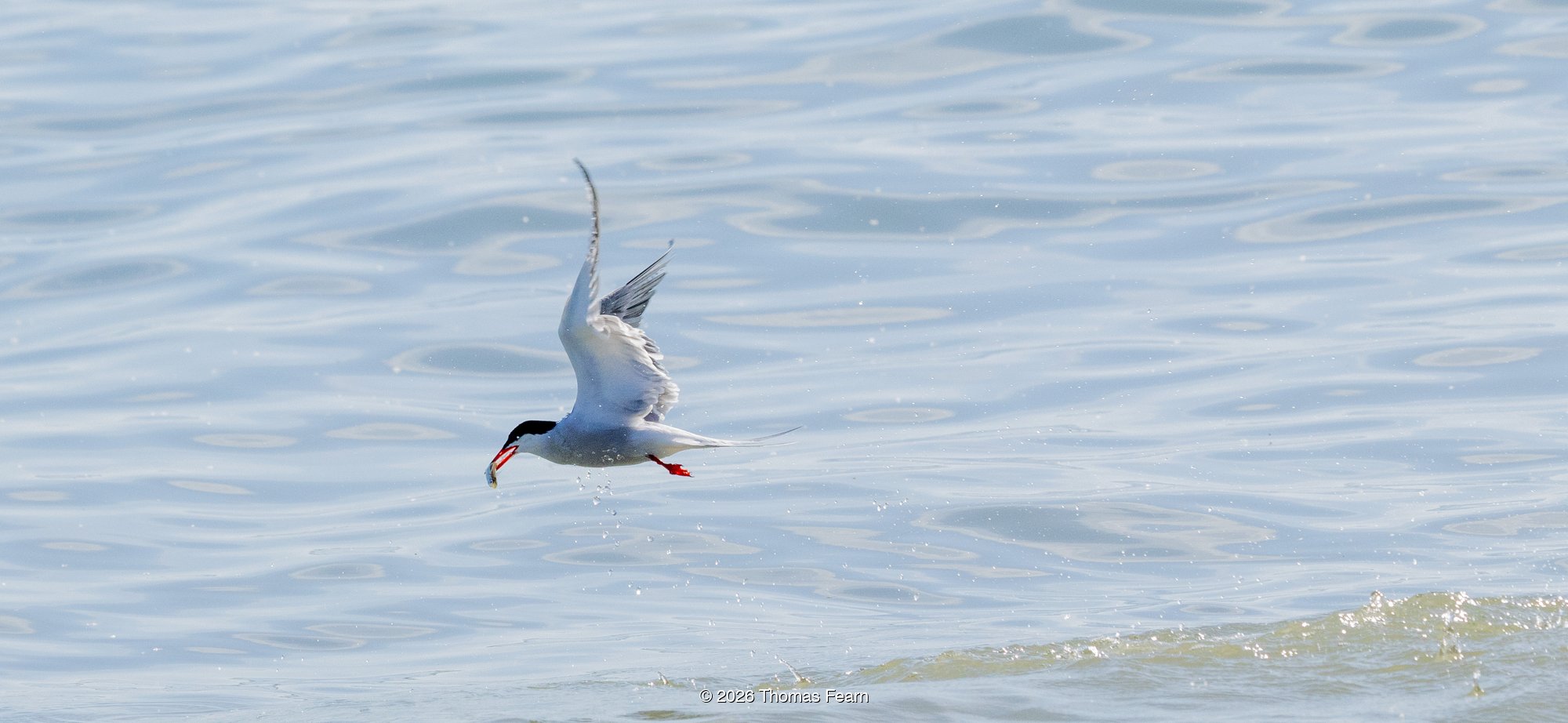 Common tern rising from the water with a catch