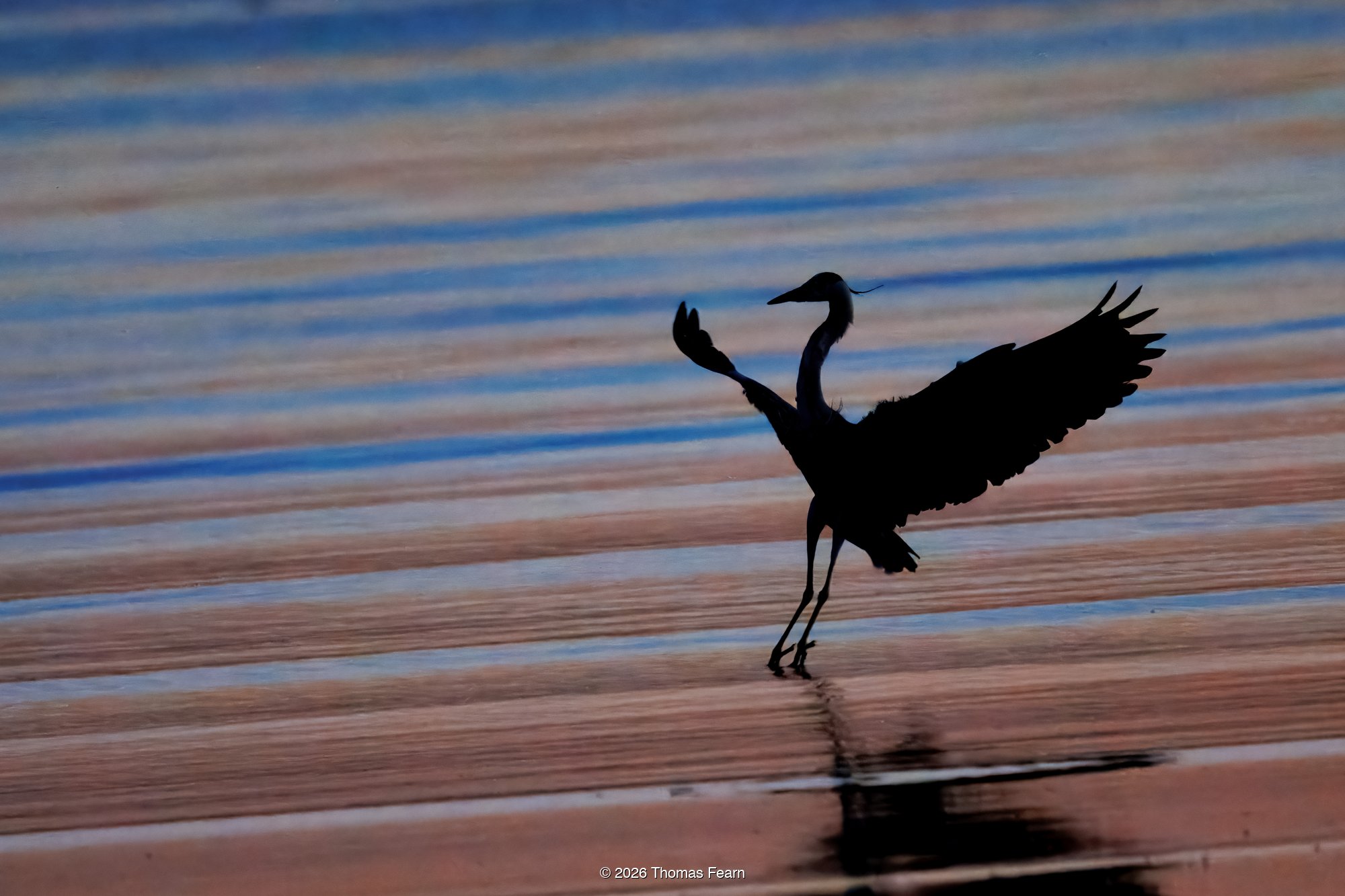 Grey heron landing silhouette on coloured water
