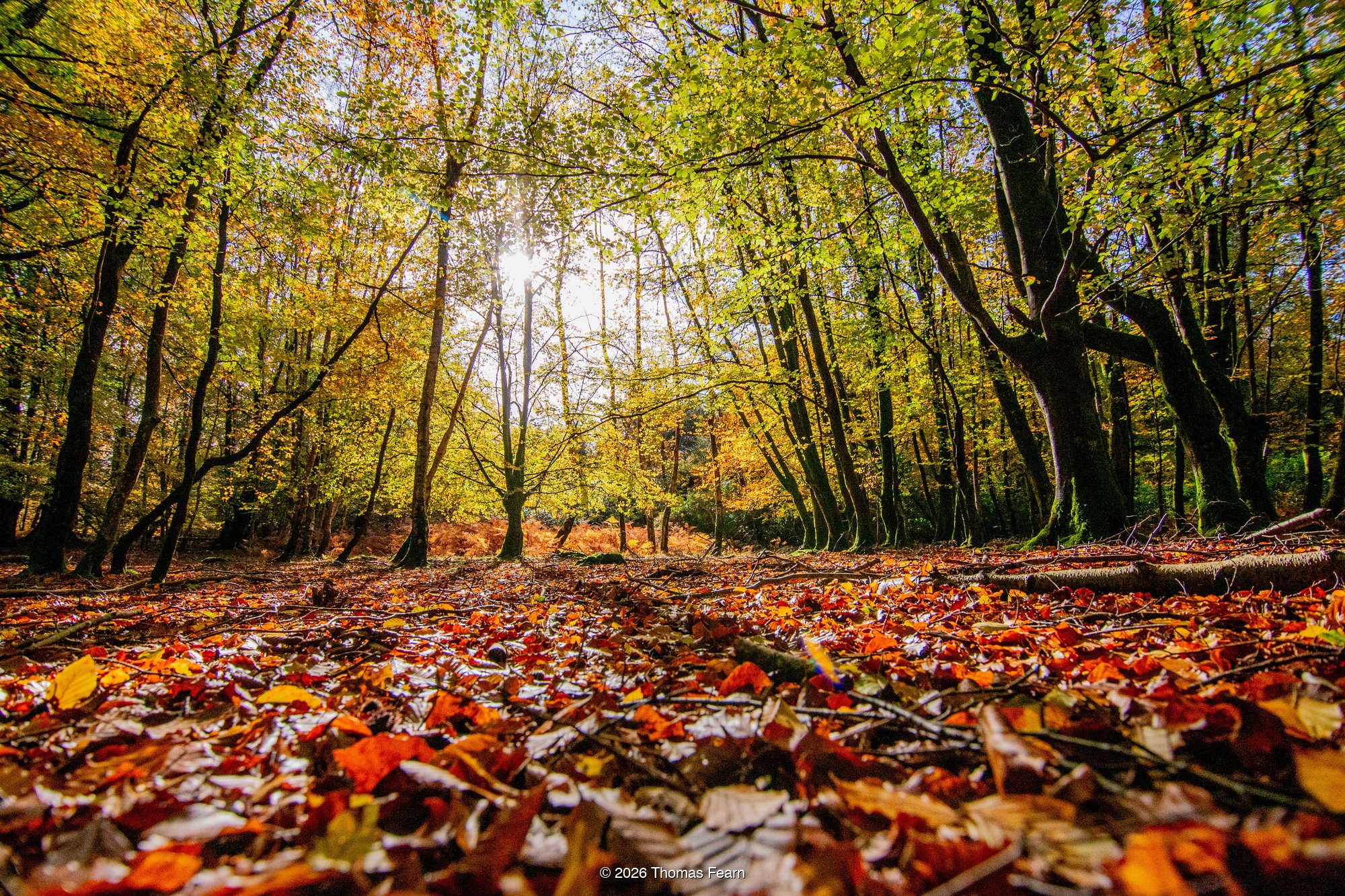 Autumn in the New Forest, UK