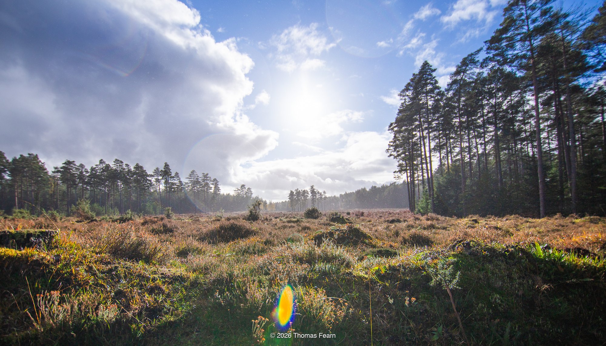 Morning sun over pine moorland