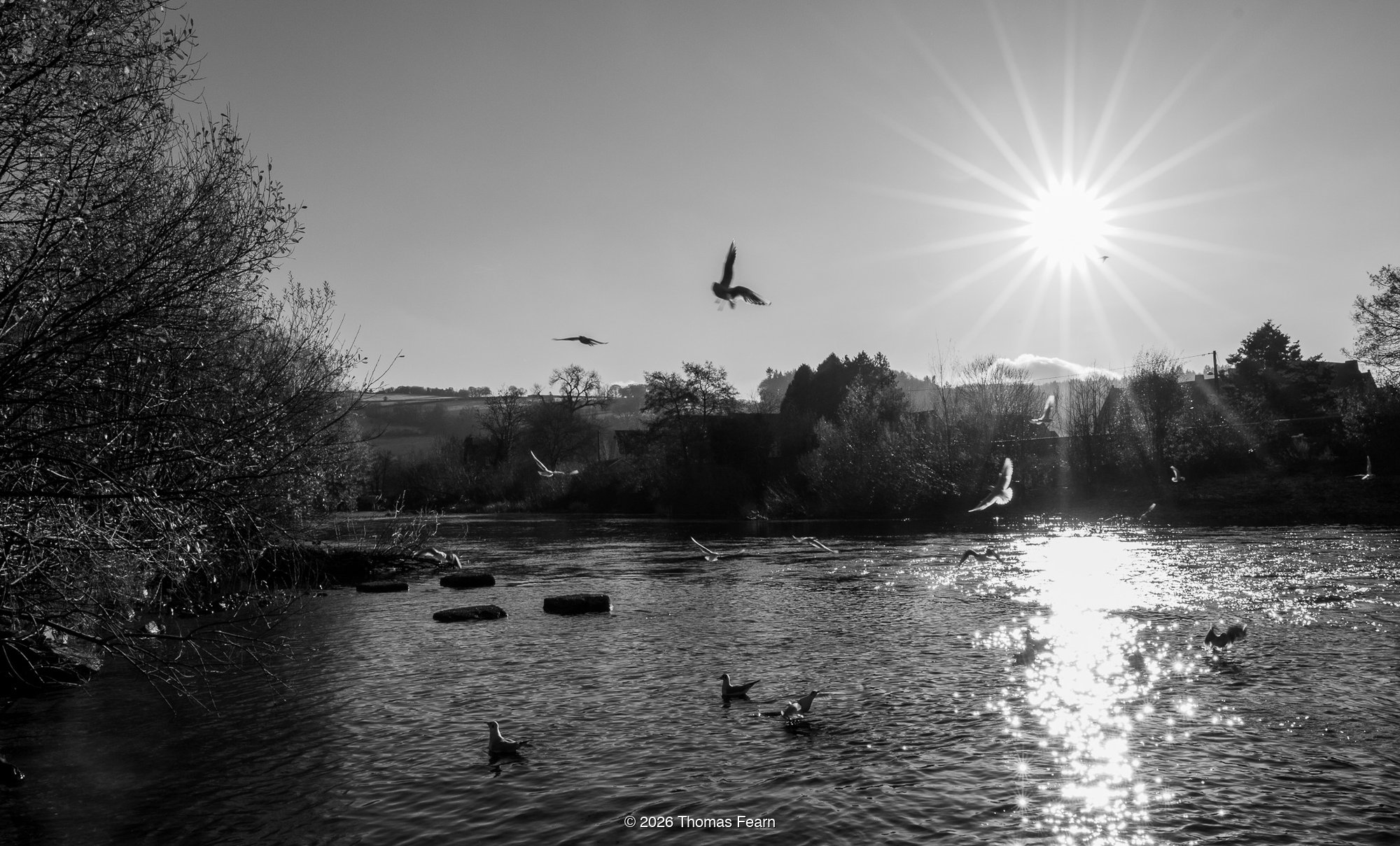 Gulls over a sunlit river in black and white
