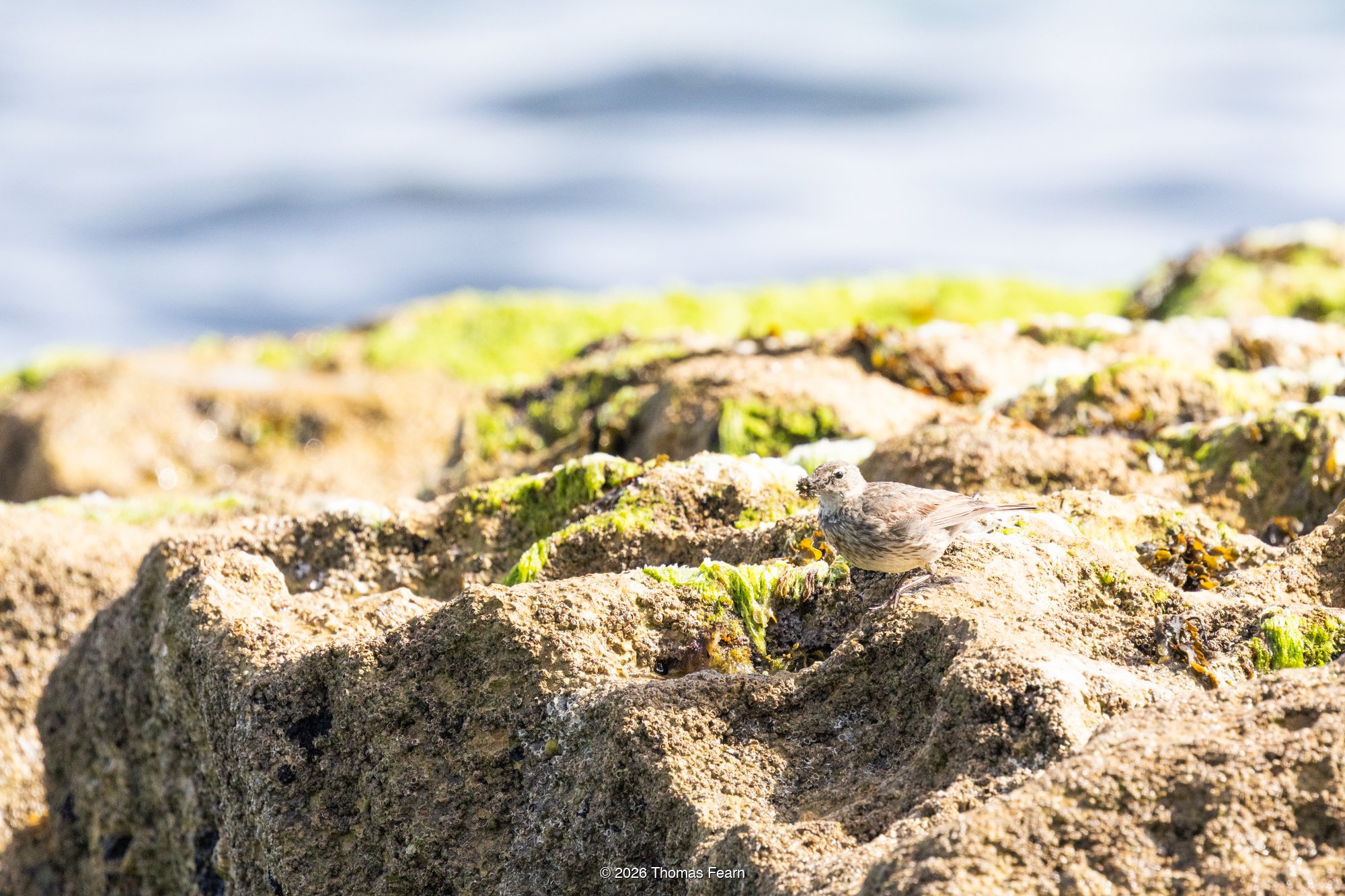 Rock pipit hidden among coastal rocks