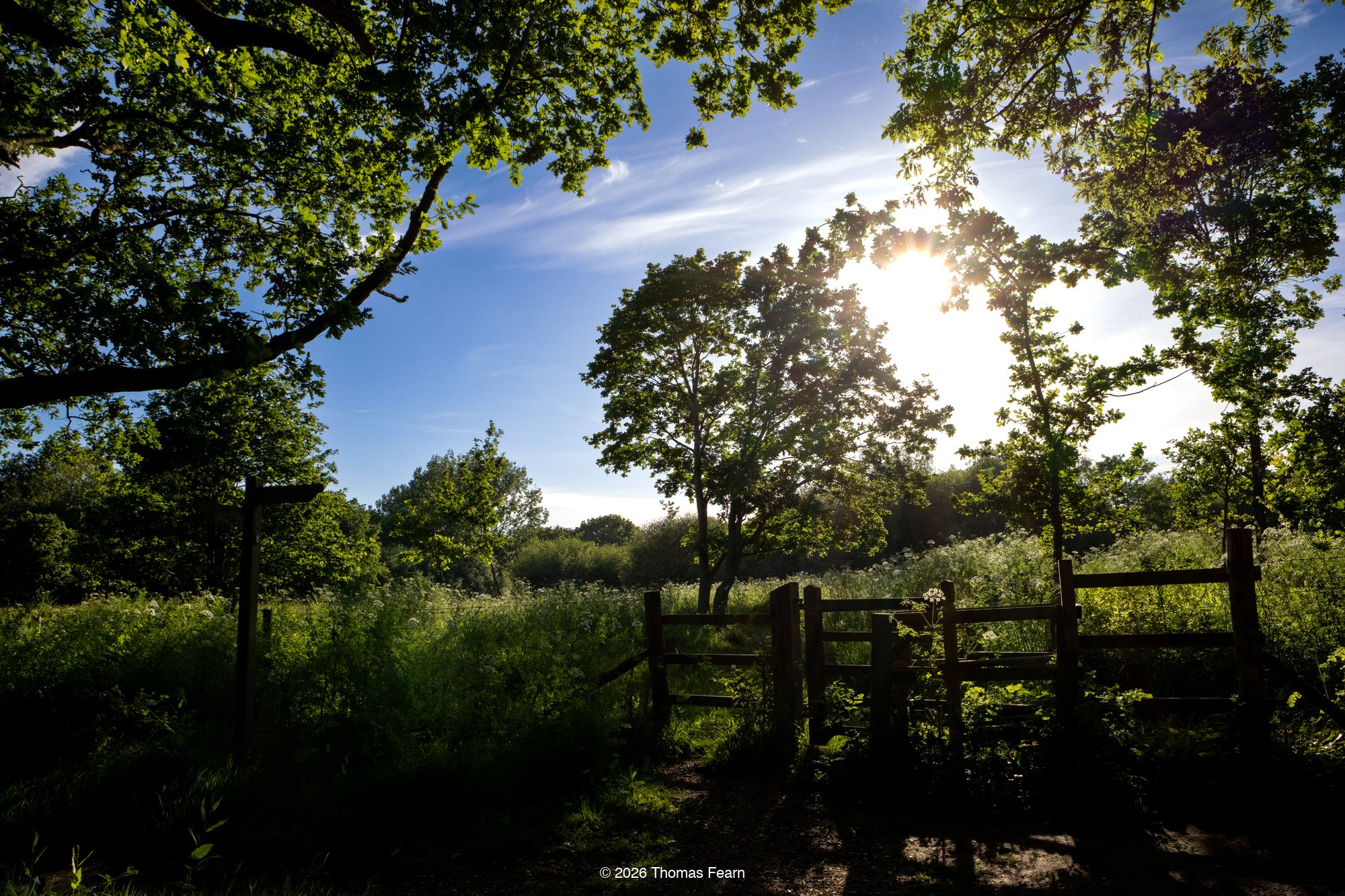 Sunlight through trees over a meadow gate