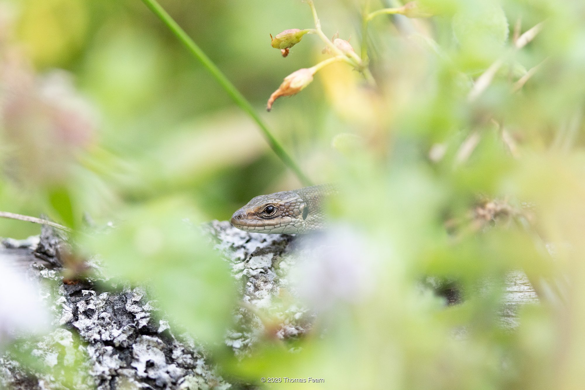 Common lizard among soft summer foliage