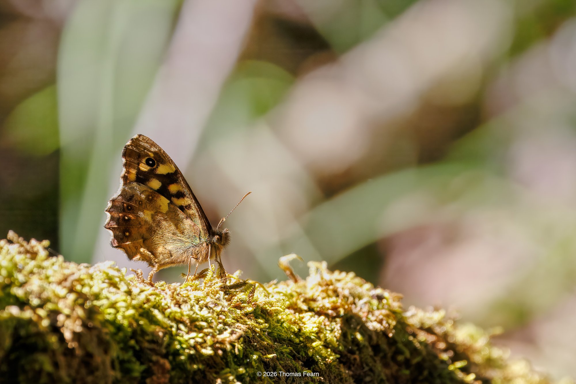 Speckled Wood butterfly on moss
