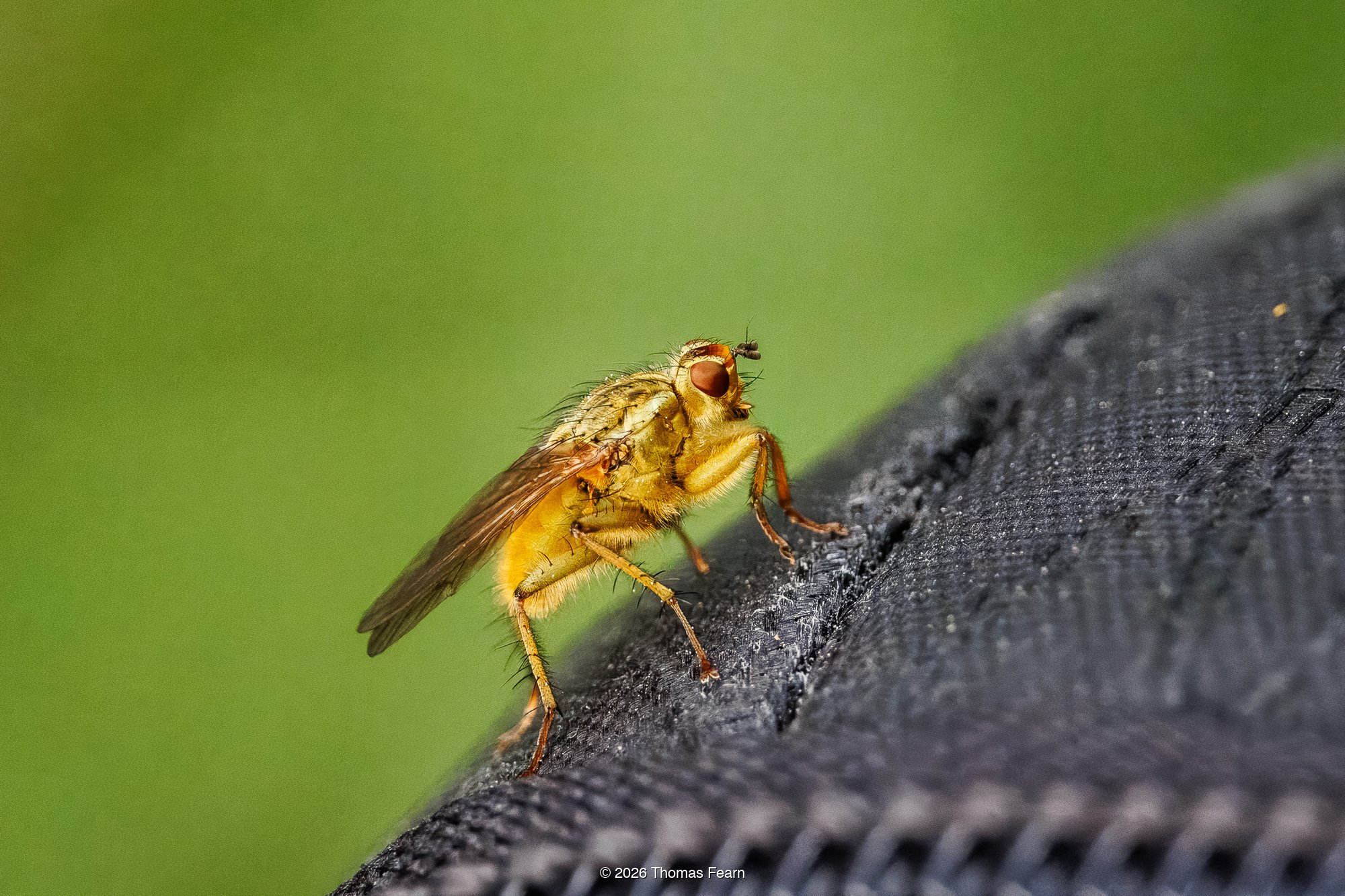 Yellow dung fly resting on a camera strap