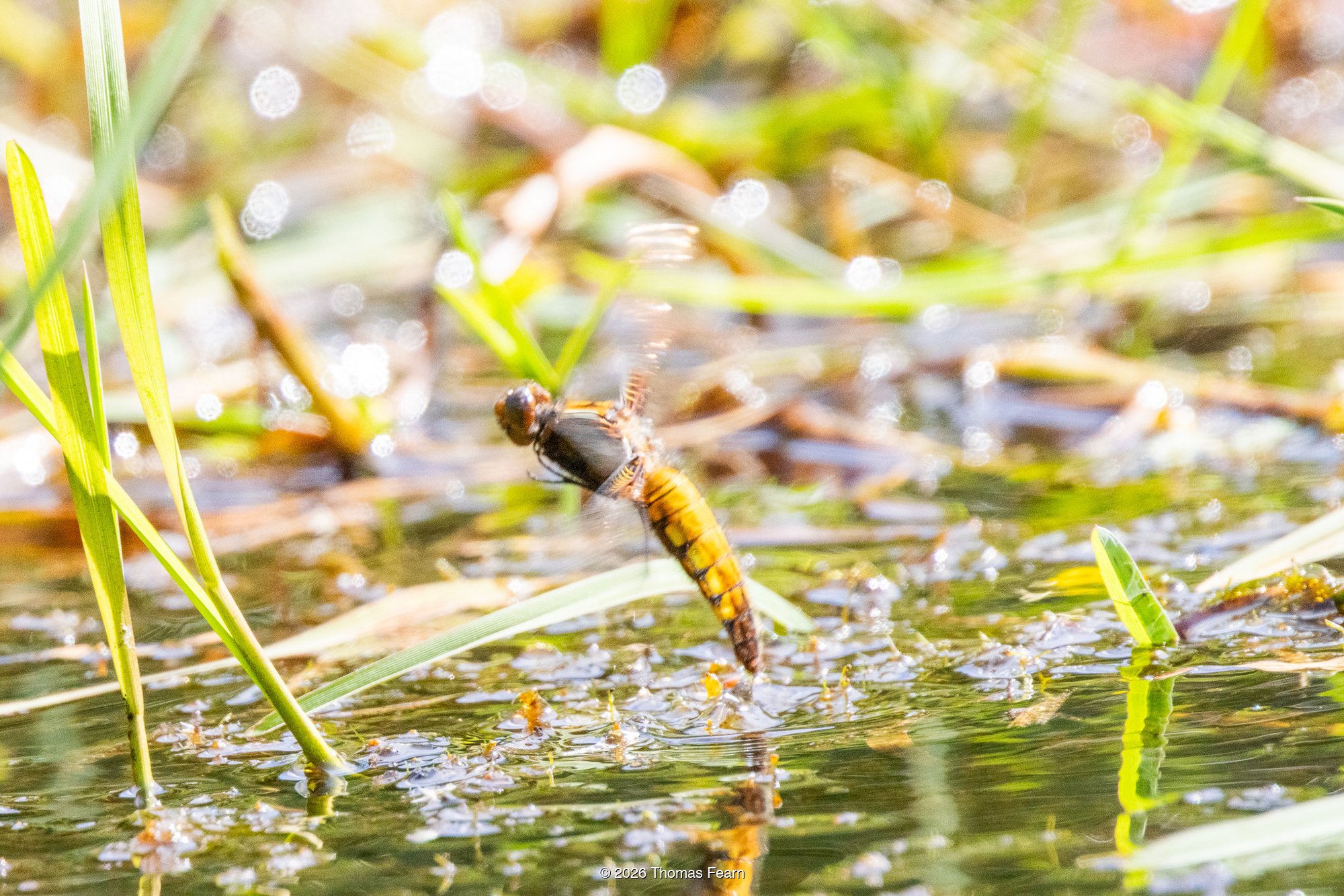 Female broad-bodied chaser dipping to lay eggs