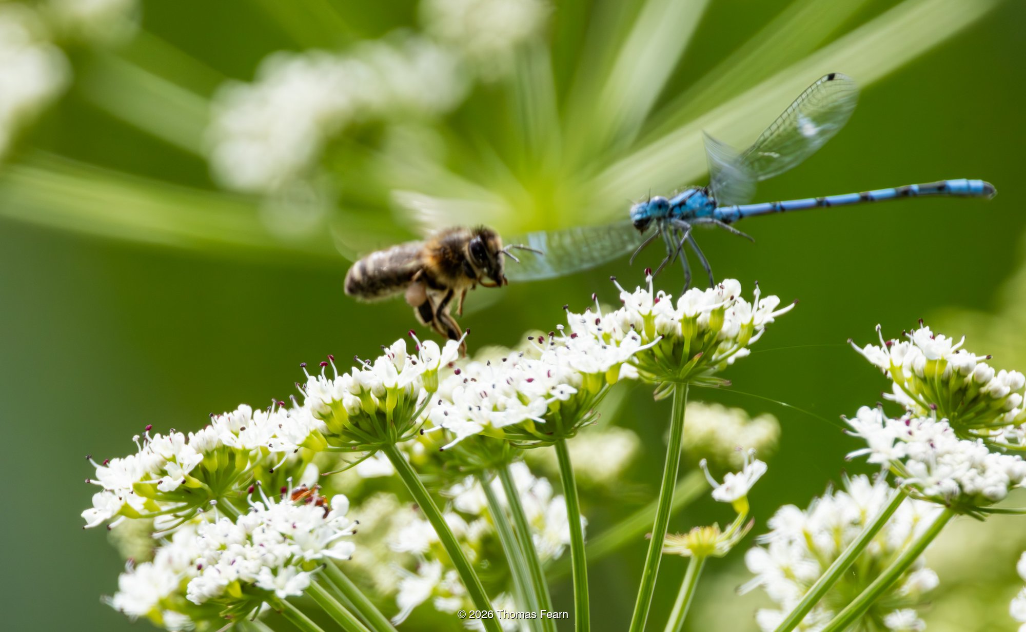 Blue damselfly and honeybee on cow parsley flowers