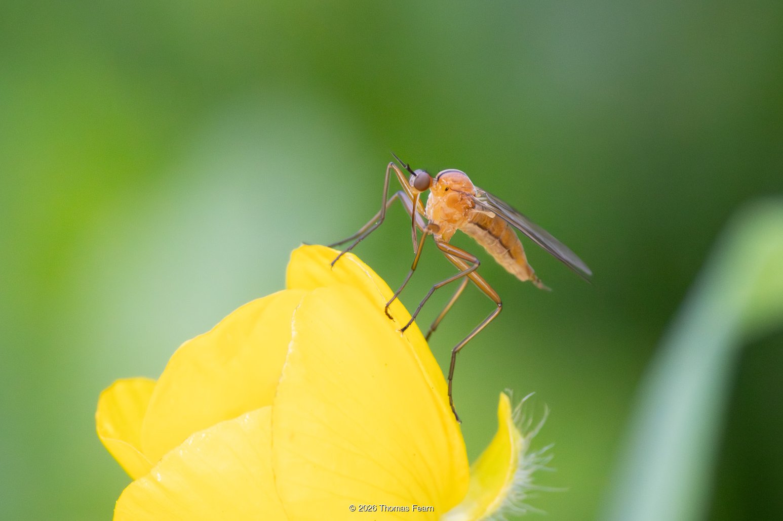 Dance fly perched on a buttercup petal