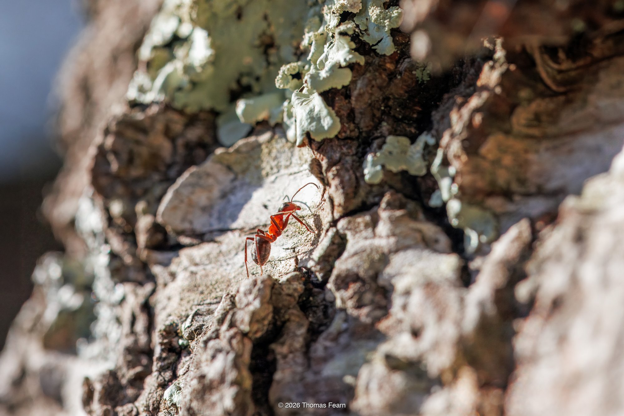 Wood Ant on tree bark