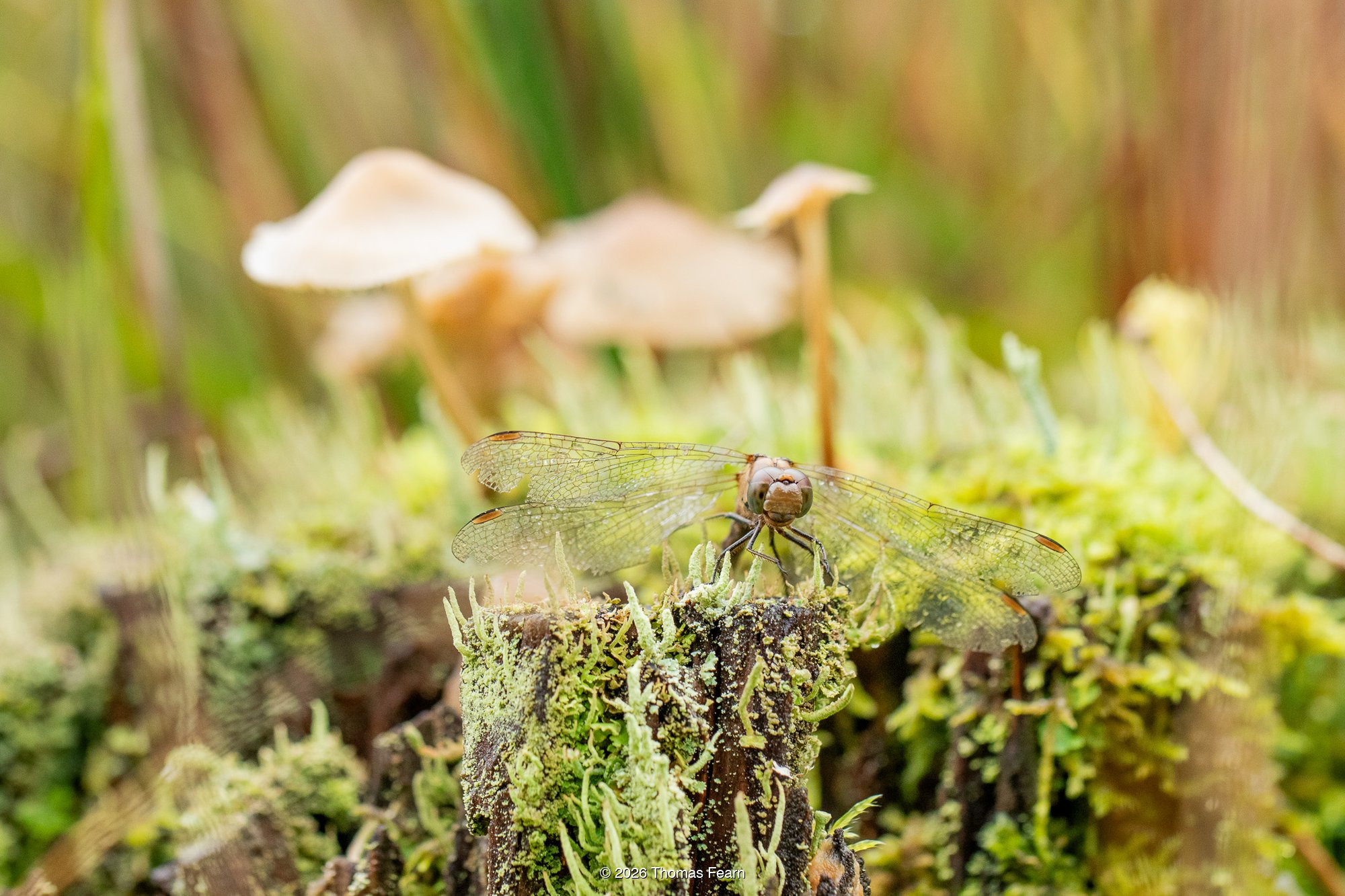 Darter dragonfly camouflaged on a mossy stump