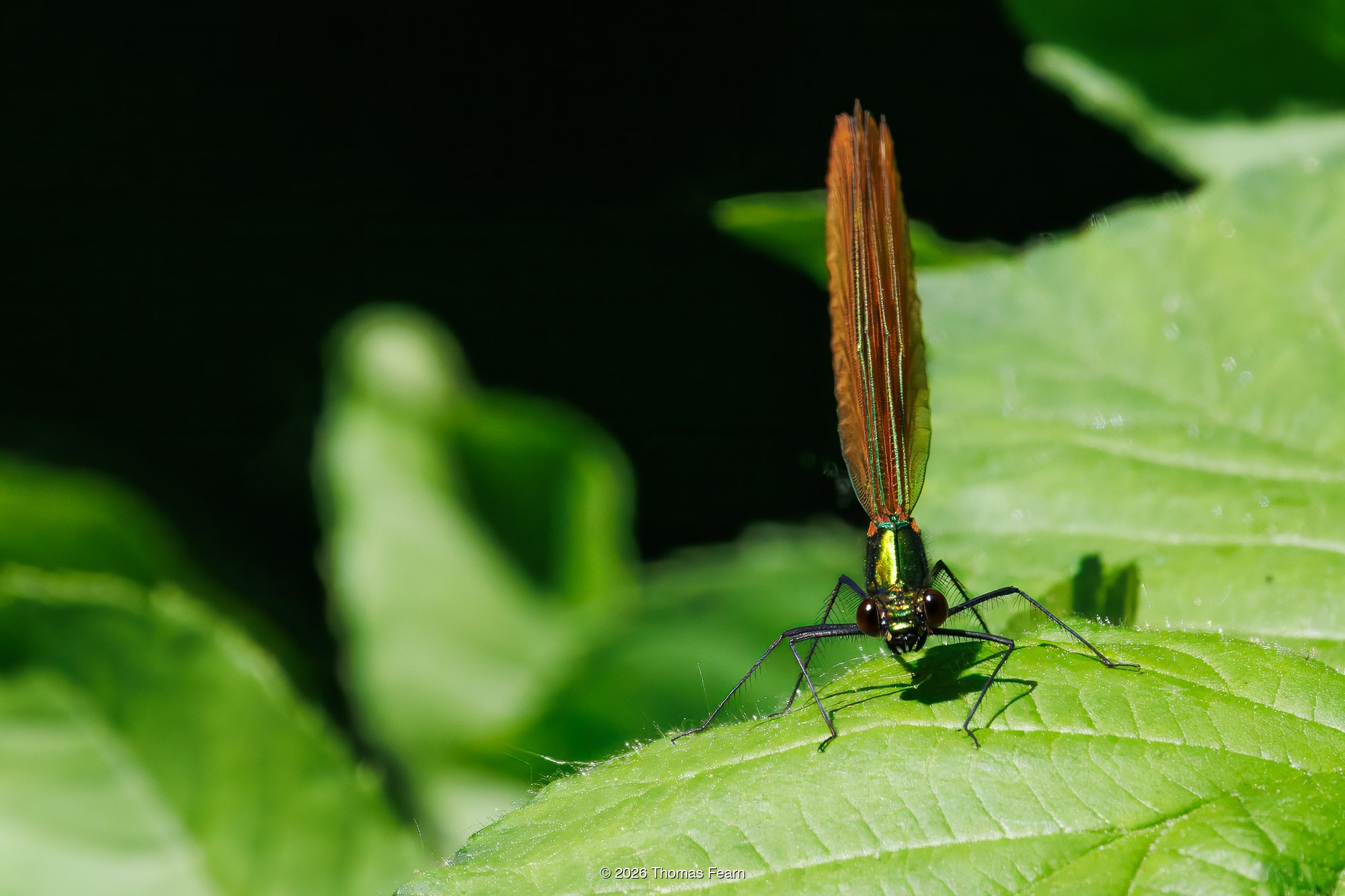 Beautiful demoiselle, male — wings catching the light