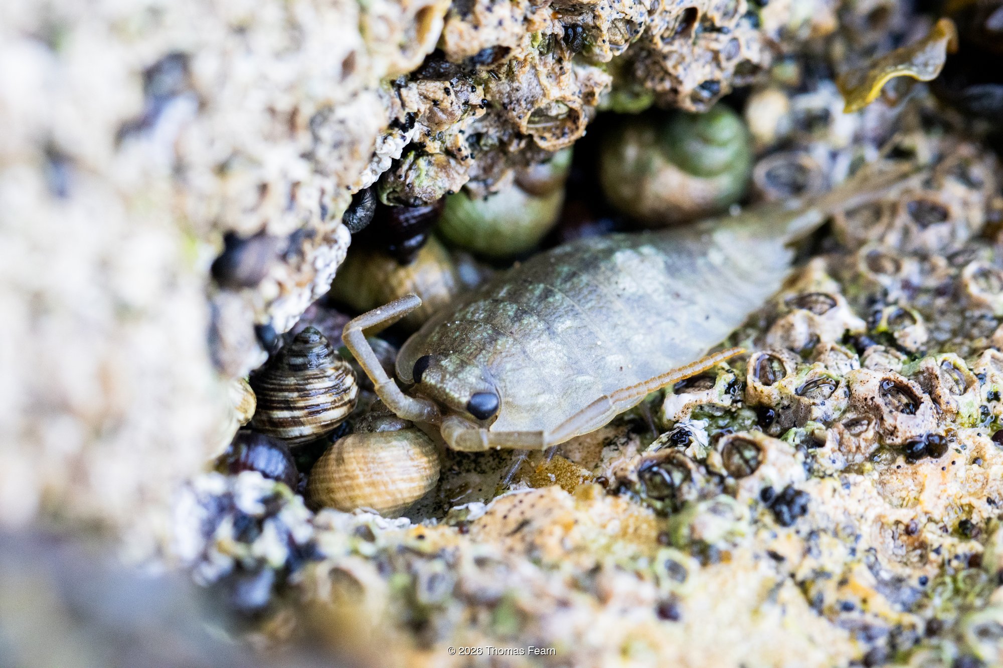 Sea slater wedged among barnacles and periwinkles