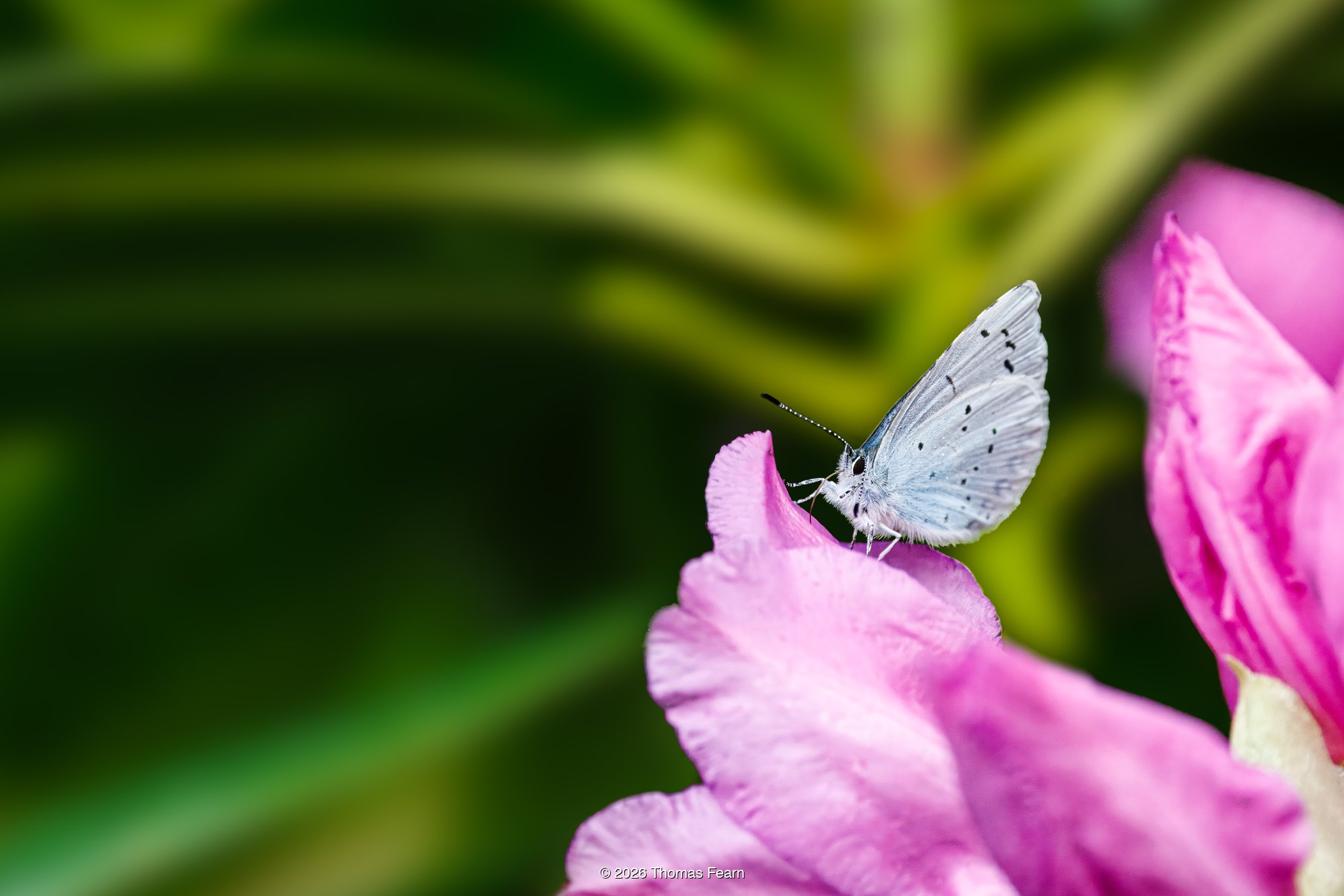 Holly blue poised on a rhododendron petal
