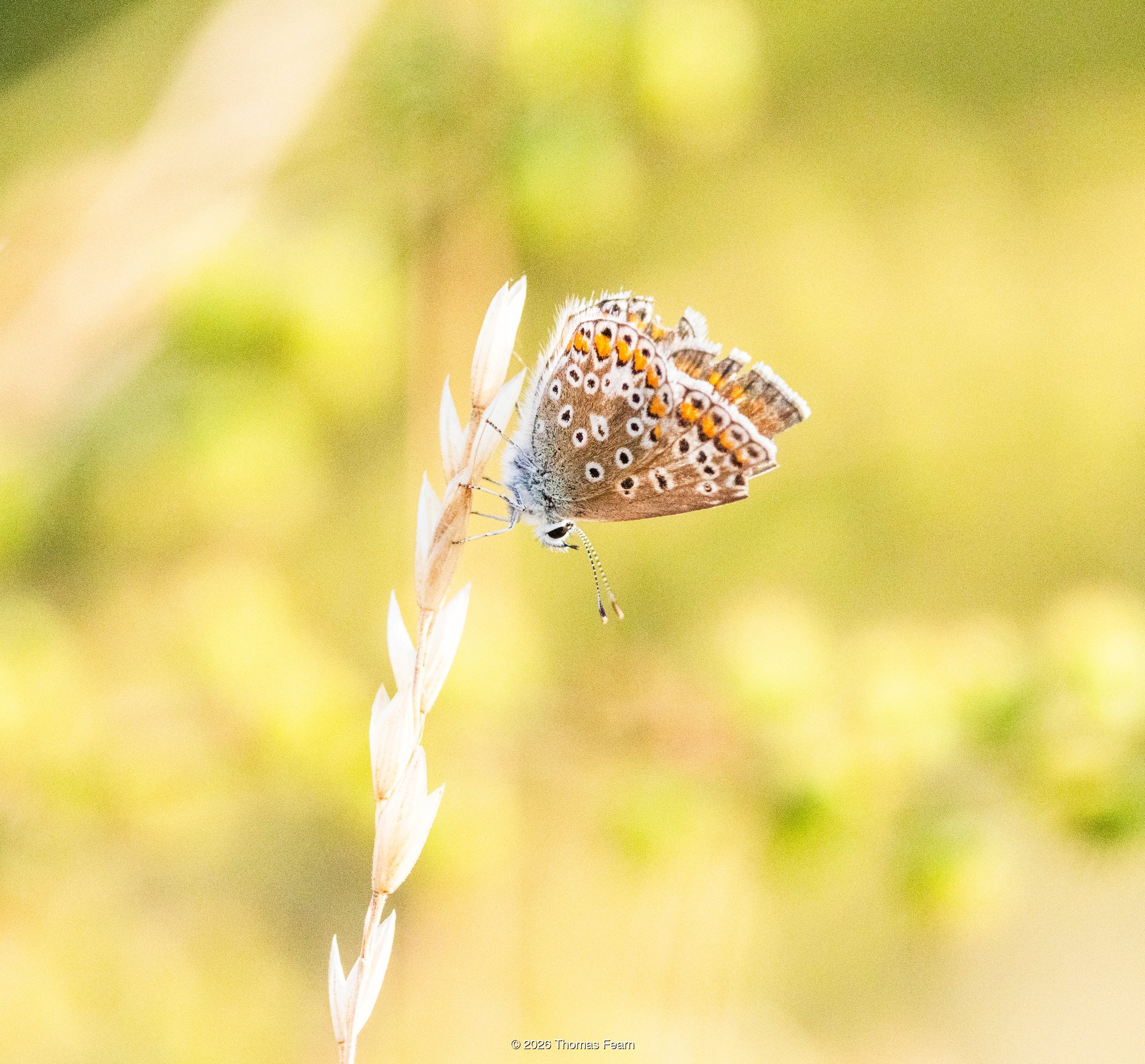 Common blue on a bleached grass seedhead