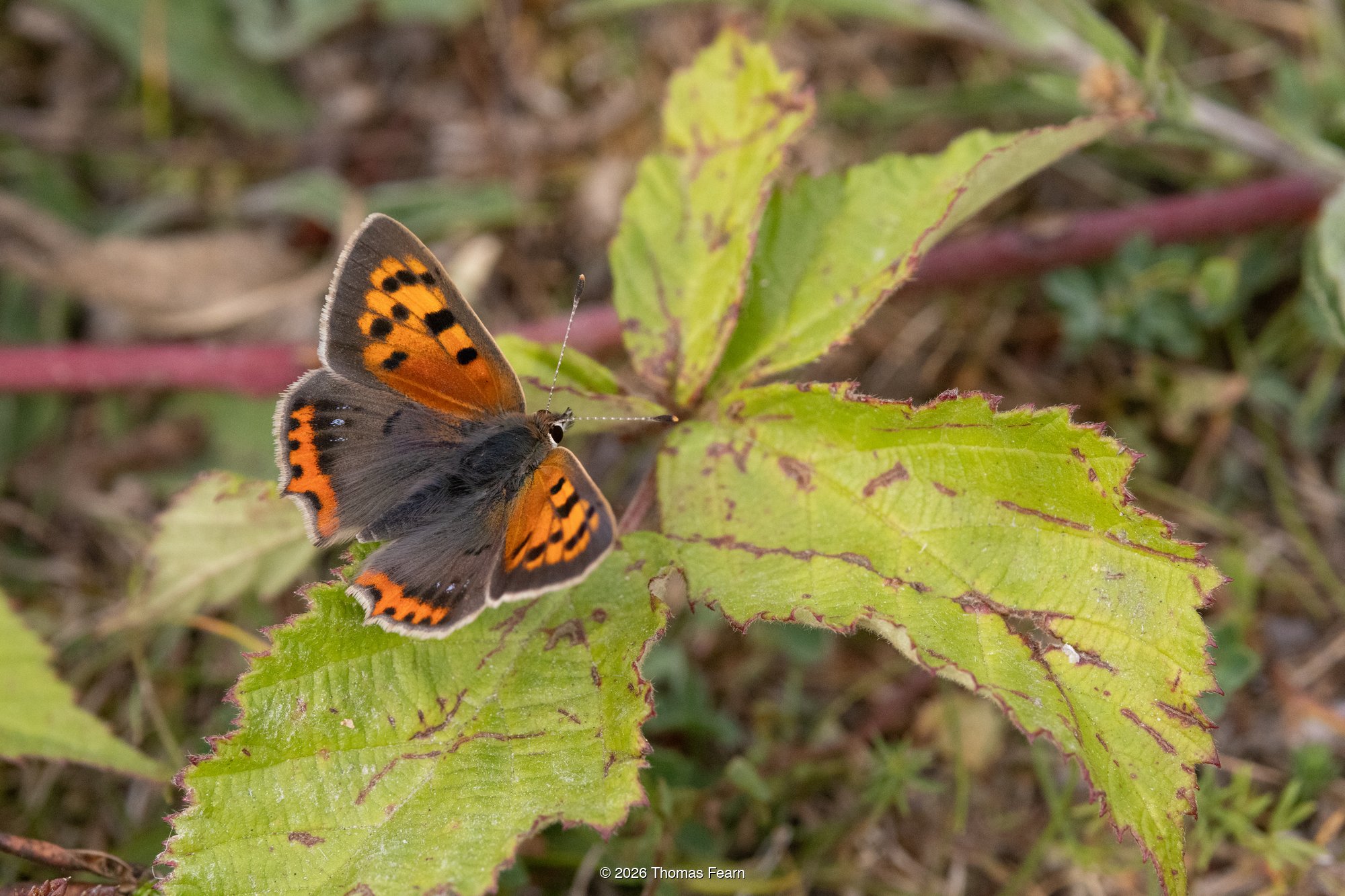 Small copper on a bramble leaf