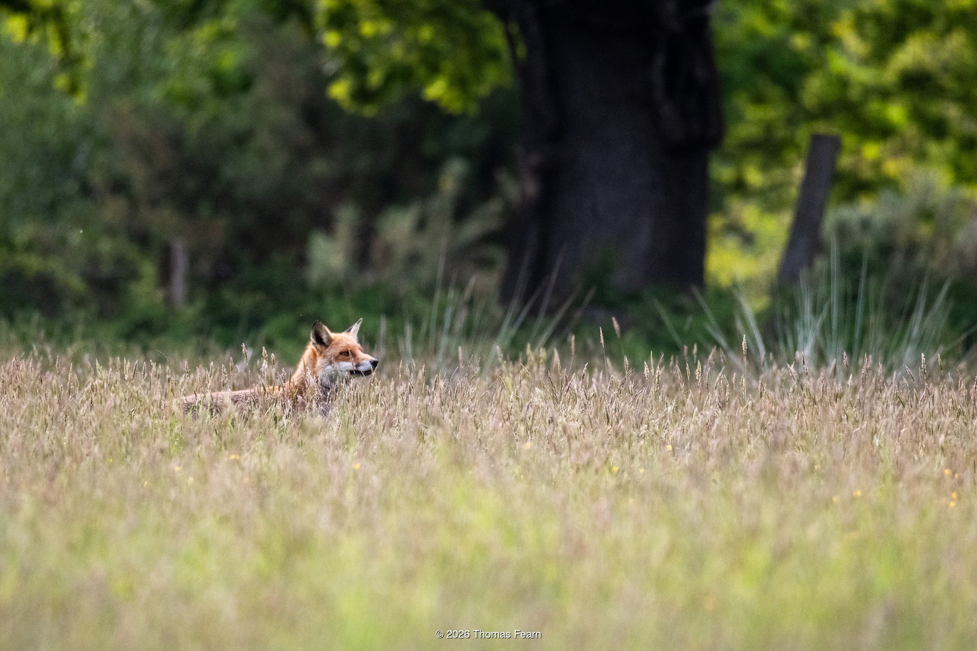 Red fox in summer meadow