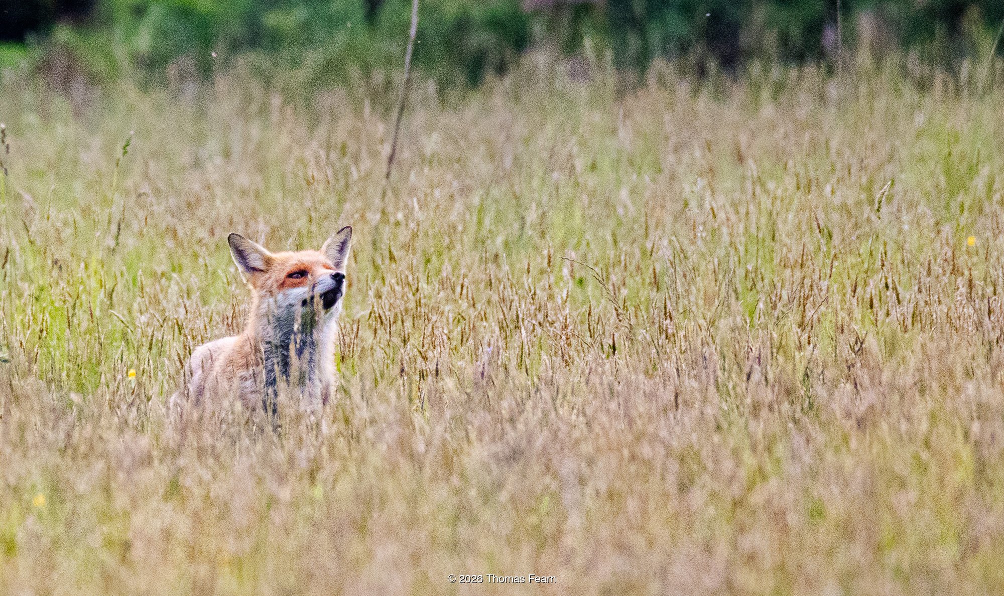 Red fox alert in long grass