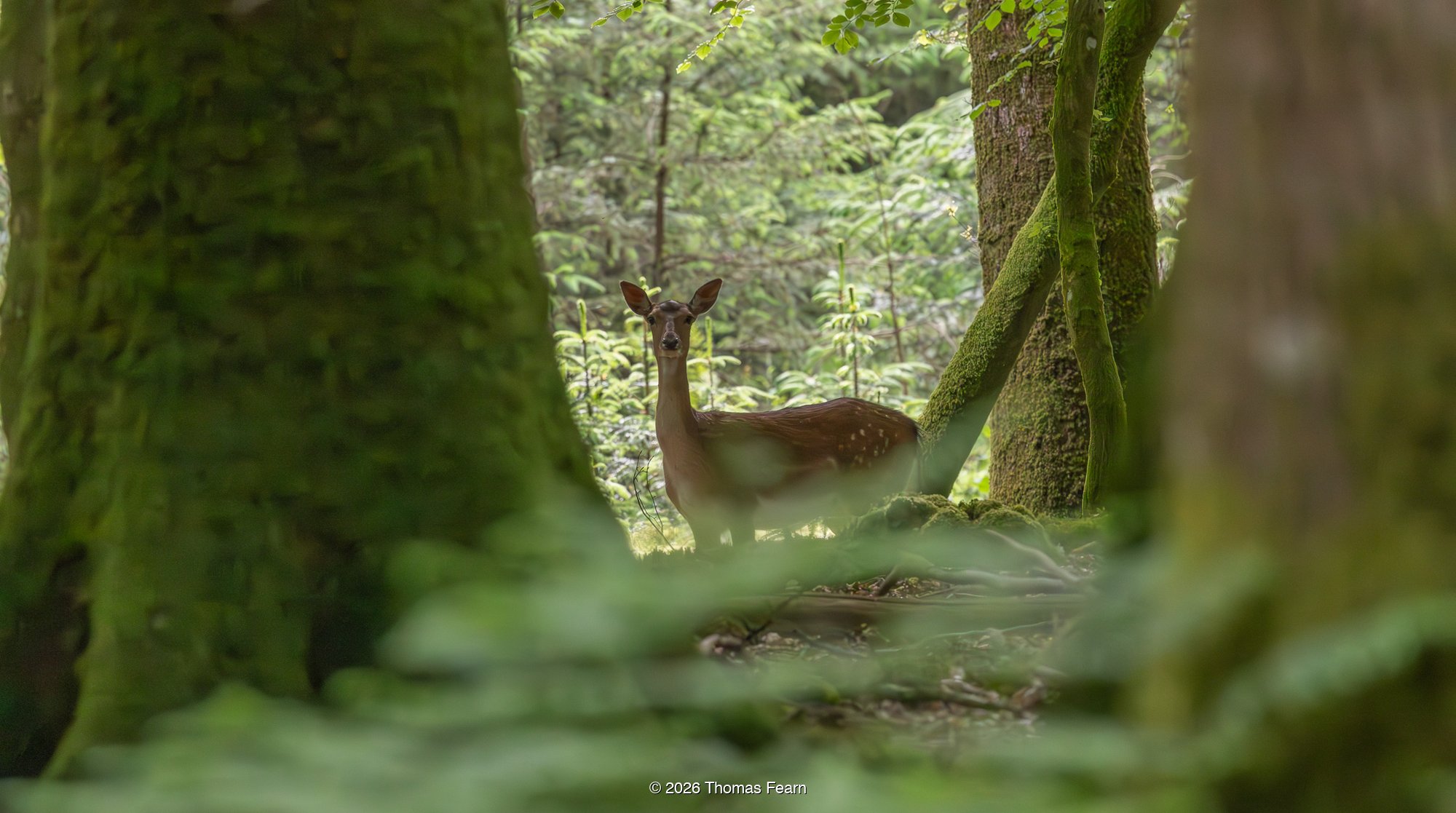 Fallow deer at distance in shaded woodland