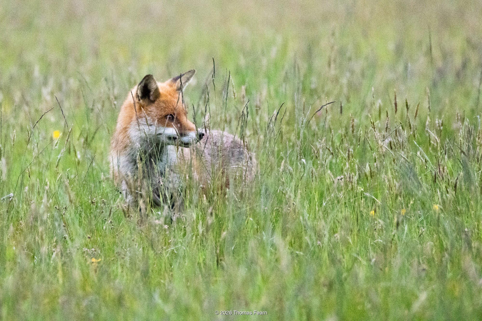 Red fox close in tall grass