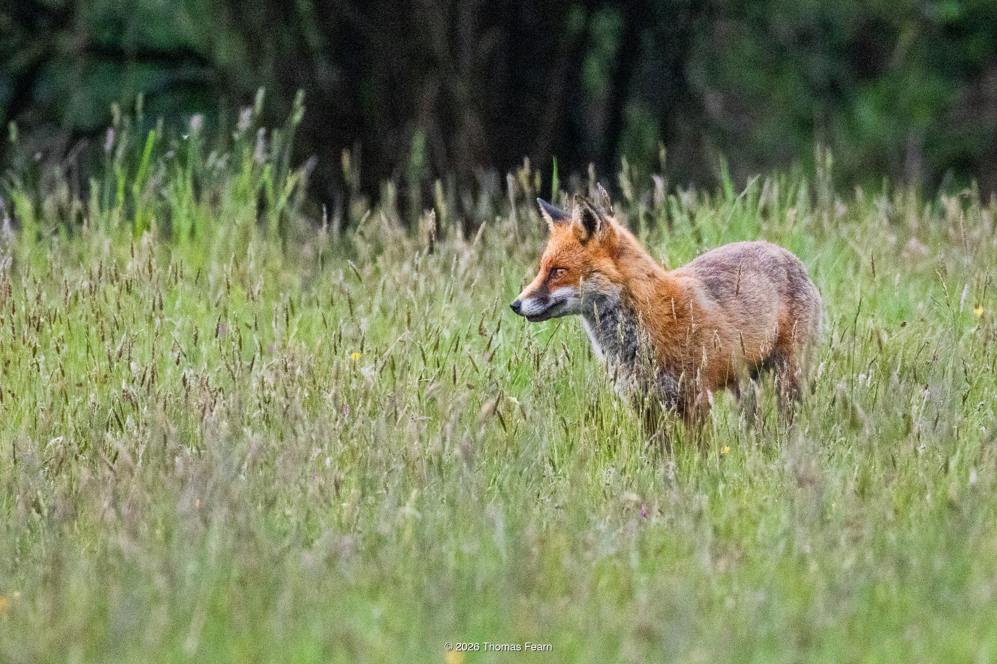 Red fox standing in summer meadow