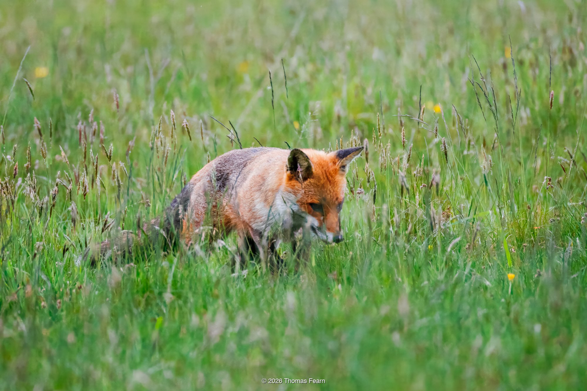 Red fox watching in the grass