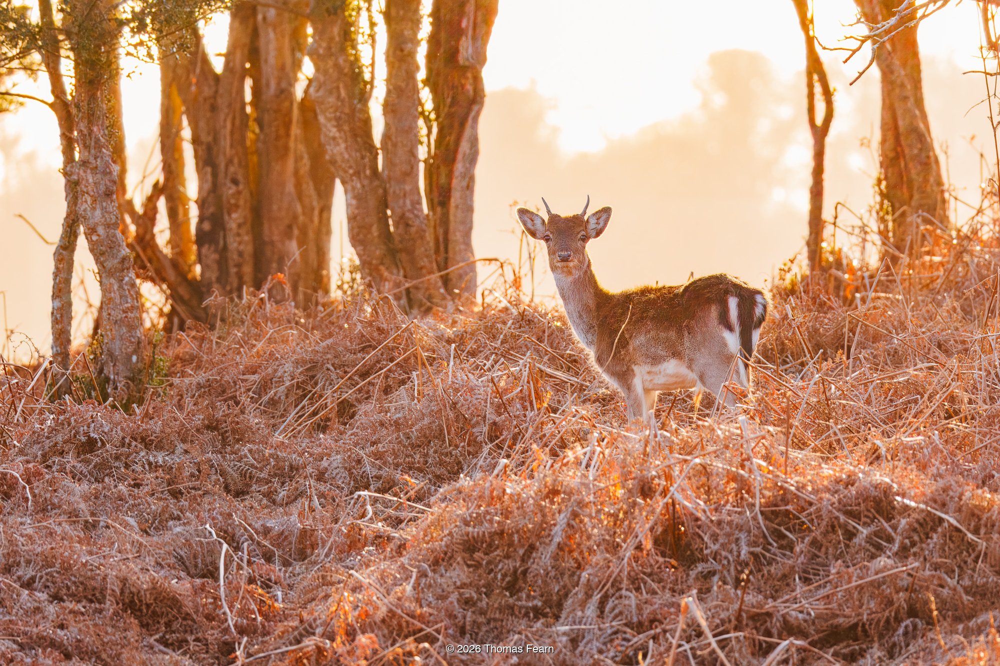 Fallow deer at sunrise in golden bracken